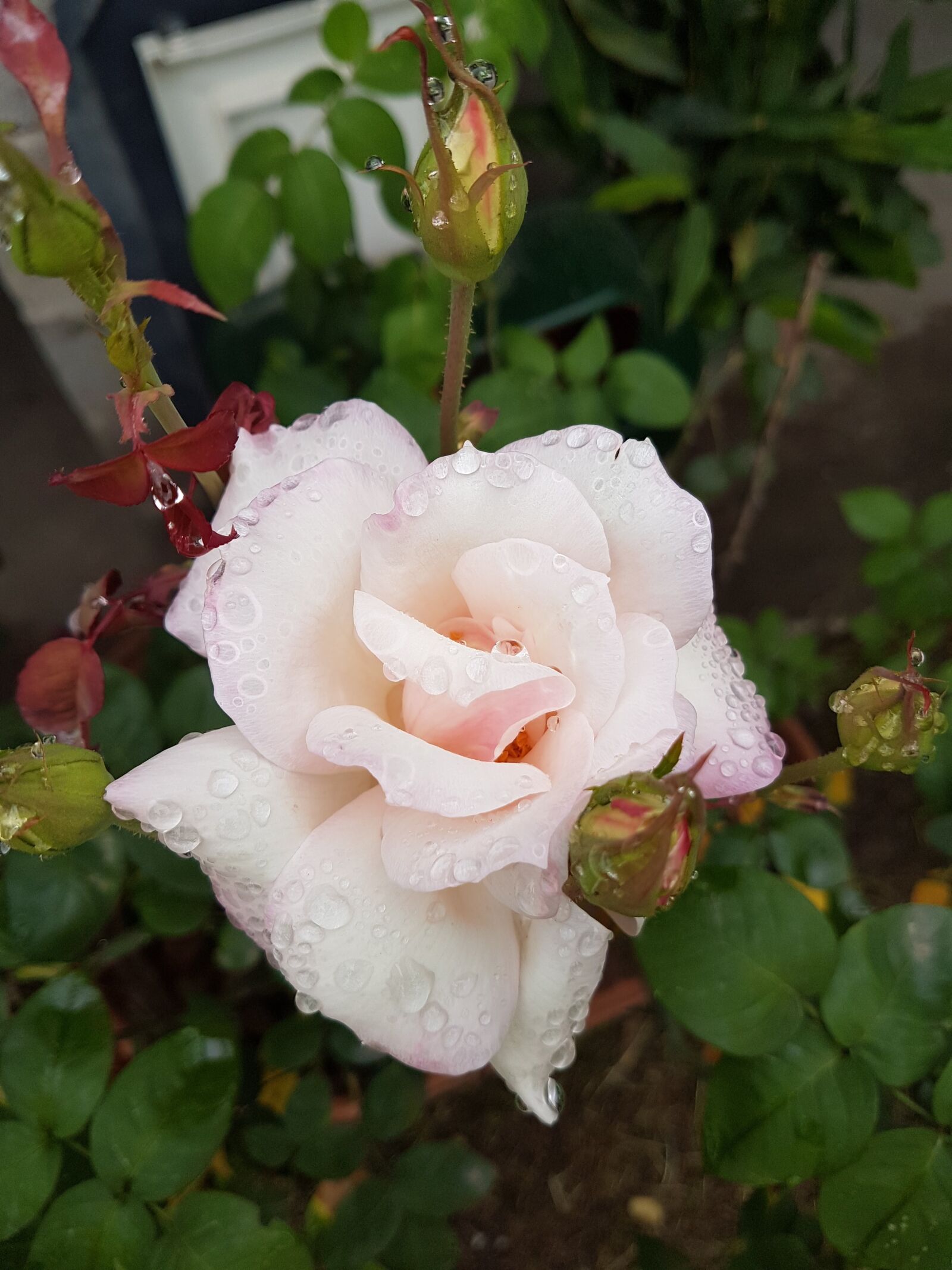Samsung Galaxy S7 Edge sample photo. Flower, rosa, white rose photography