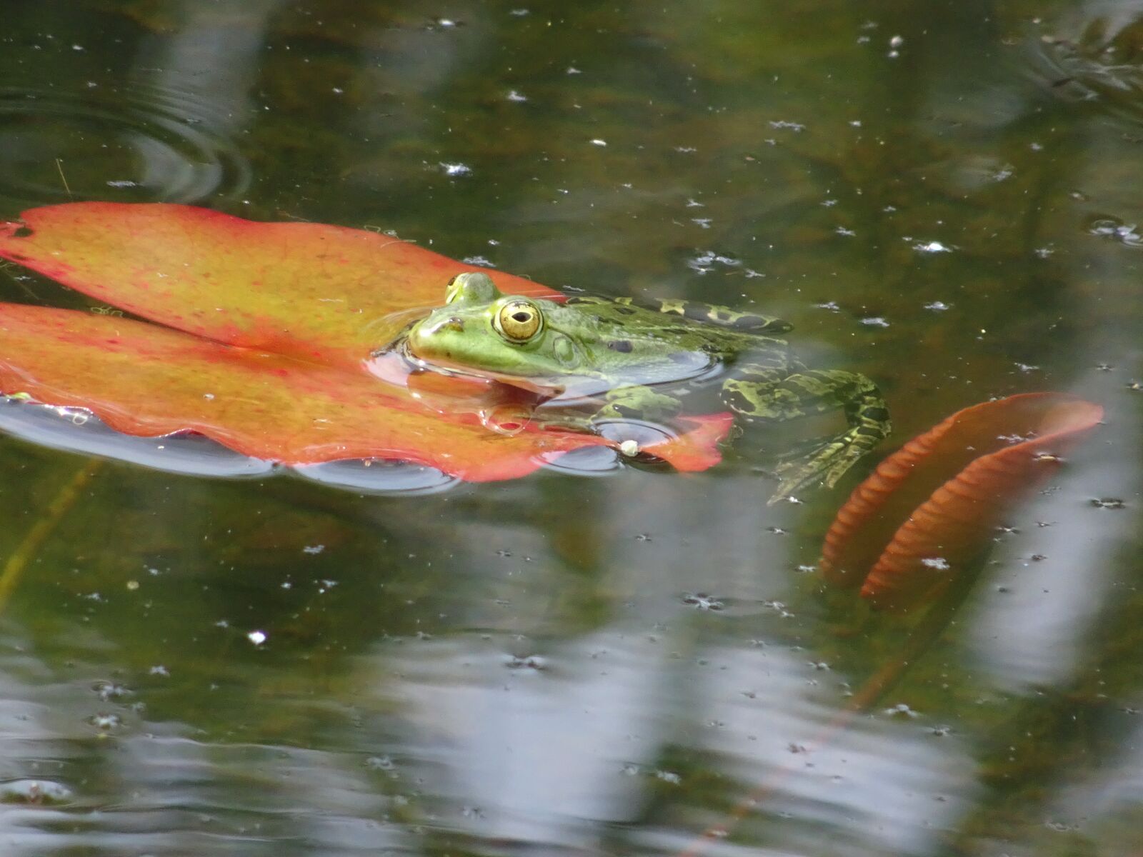 Sony DSC-HX90 sample photo. Frog, pond, lily pad photography