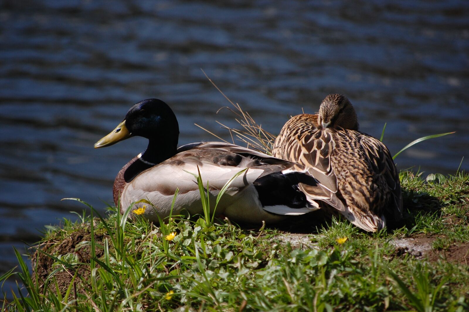 Nikon D40 sample photo. Water, drake, duck photography