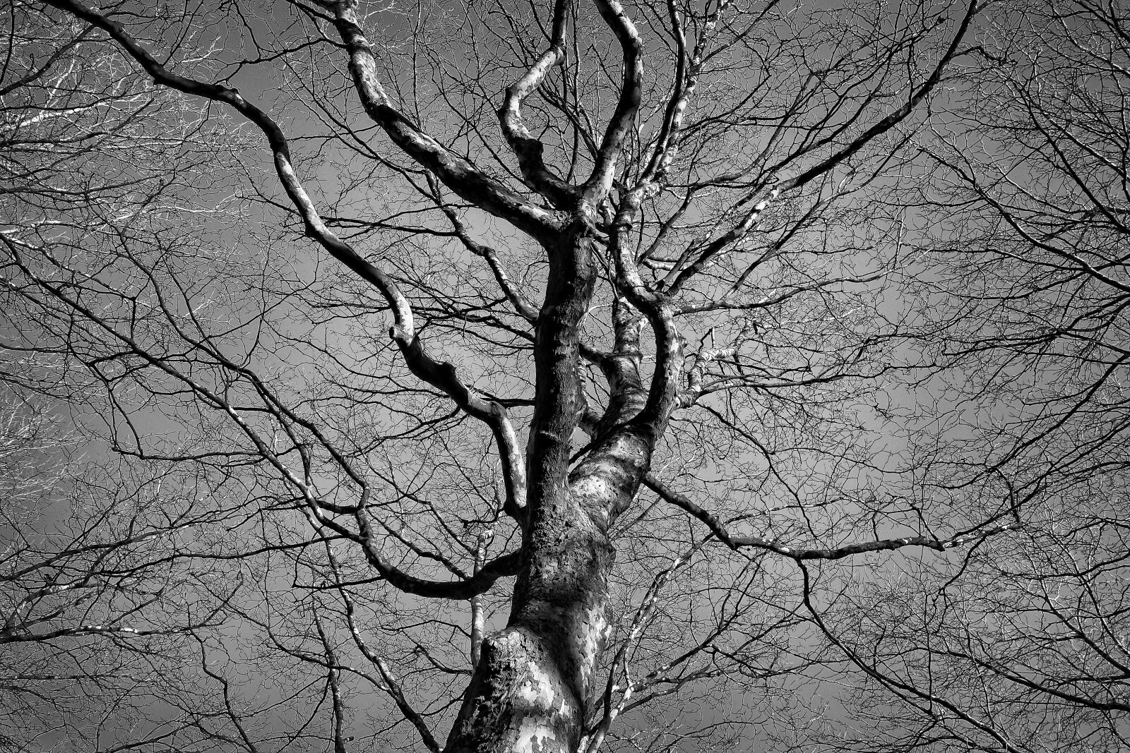 Sony Cyber-shot DSC-RX100 sample photo. Tree, tree top, trunk photography