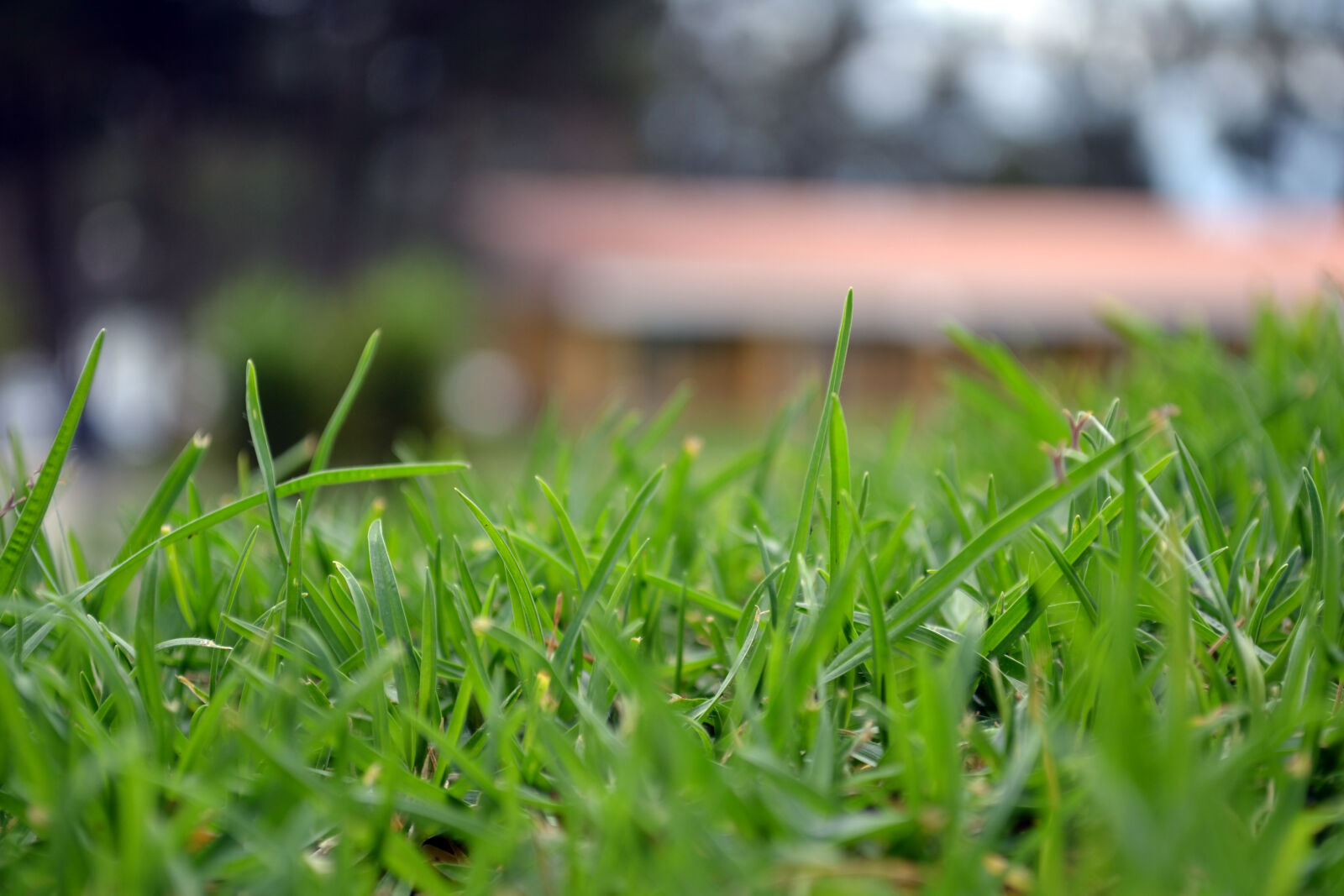 Nikon D3100 sample photo. Grass, green photography