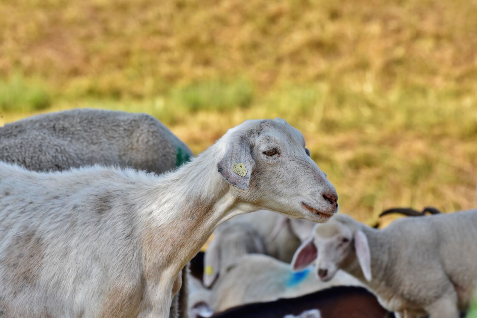 Nikon D7200 sample photo. Goat, livestock, domestic goat photography