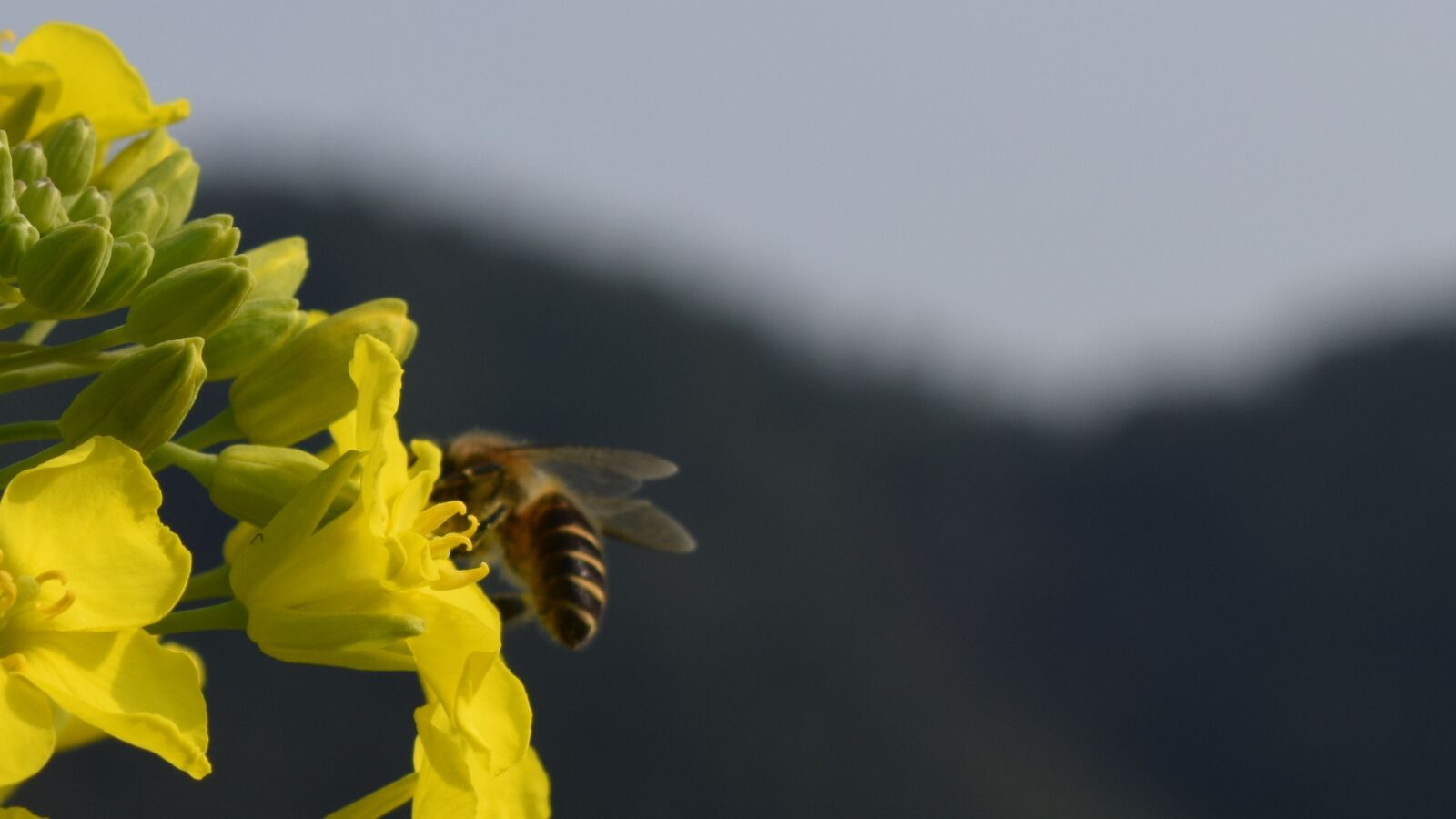 Nikon D3300 sample photo. Rape, bee, macro photography