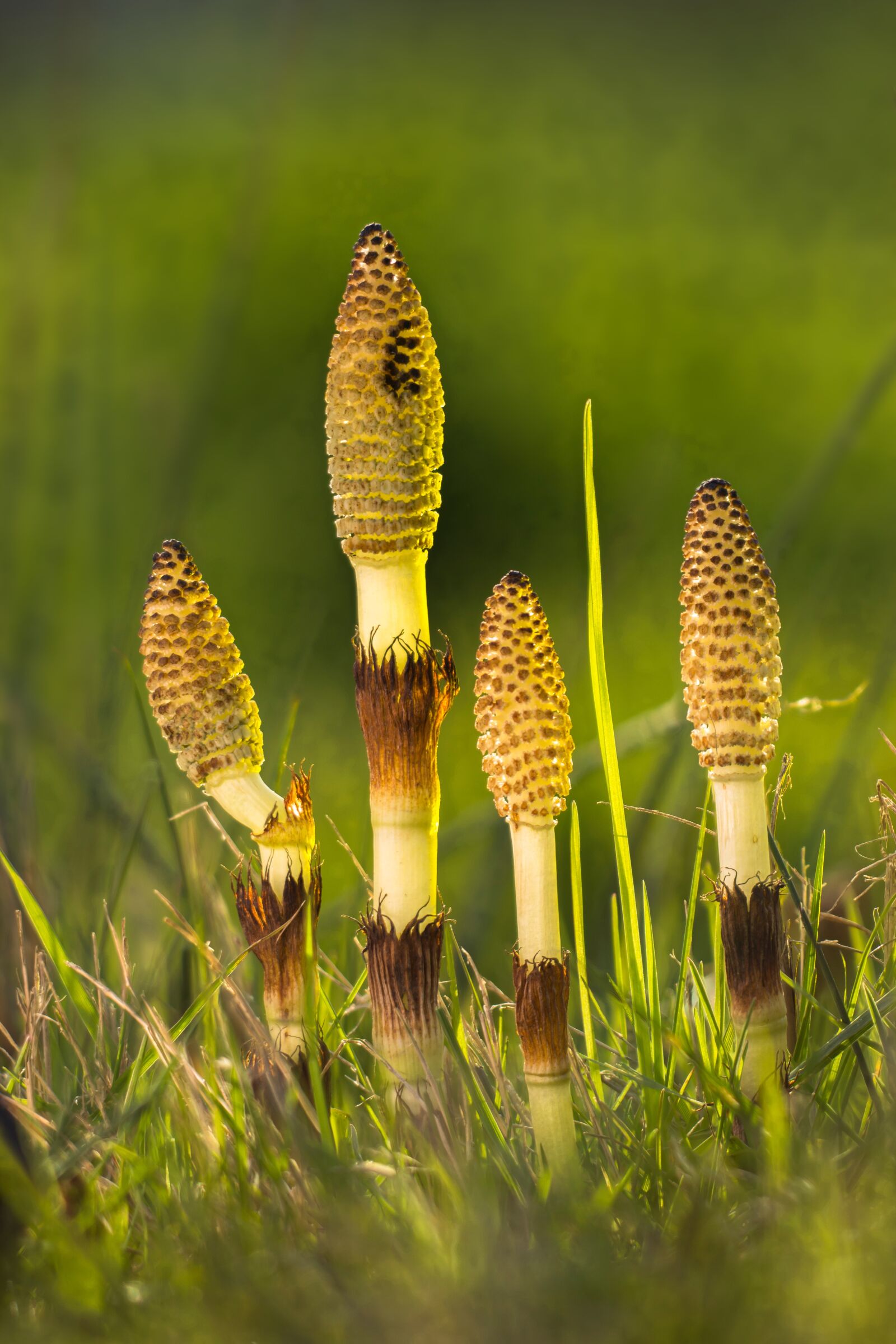 Canon EOS 700D (EOS Rebel T5i / EOS Kiss X7i) sample photo. Horsetail, cattail, equisetum arvense photography