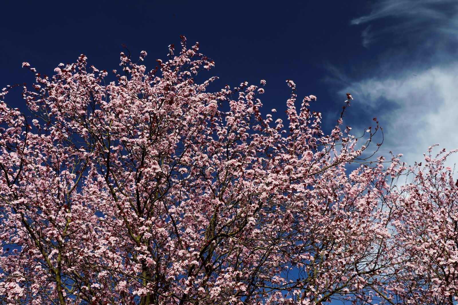 Canon EOS 80D sample photo. Ornamental cherry, blossom, bloom photography