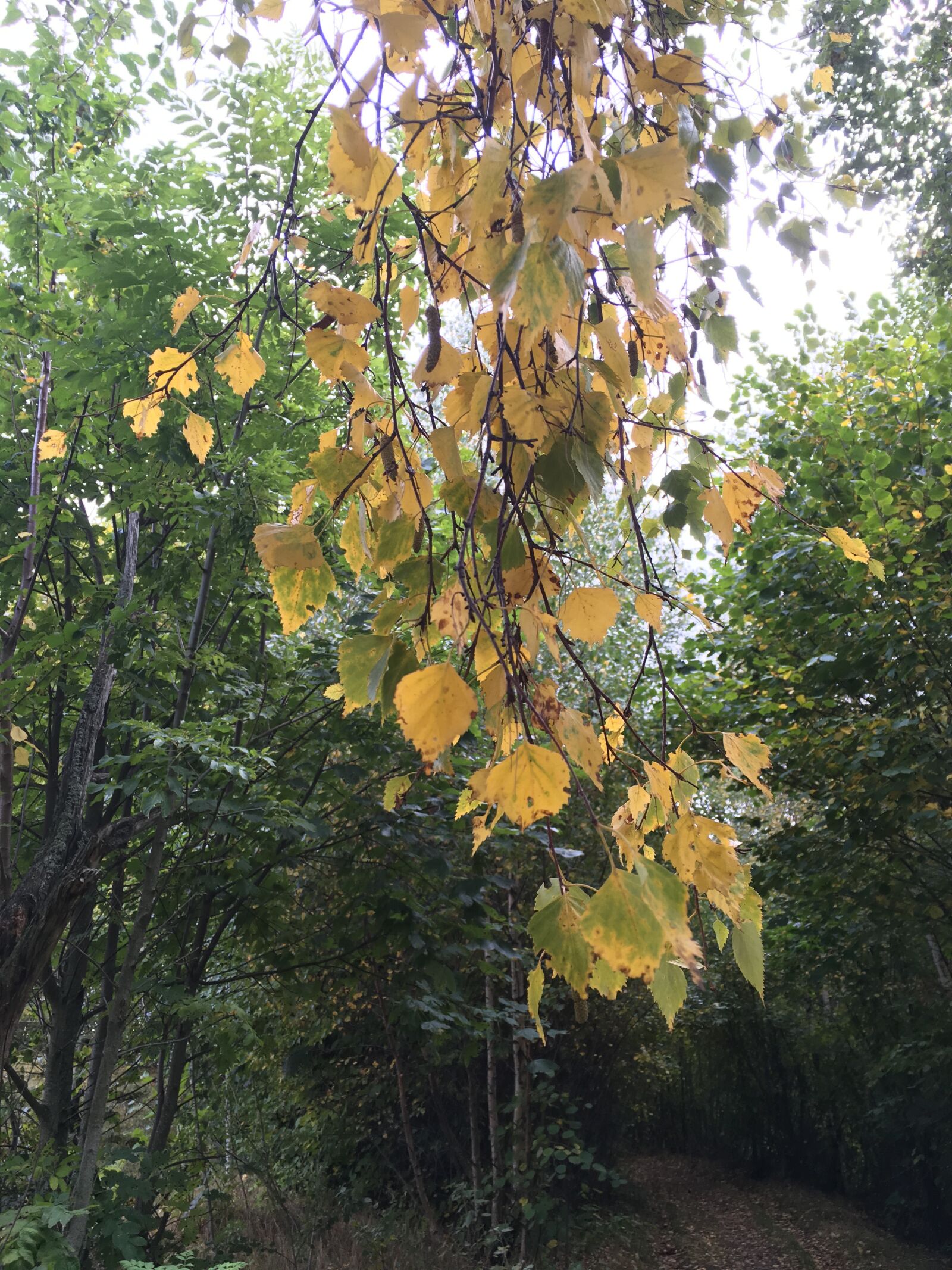 iPhone SE back camera 4.15mm f/2.2 sample photo. Tree, automn, nature photography
