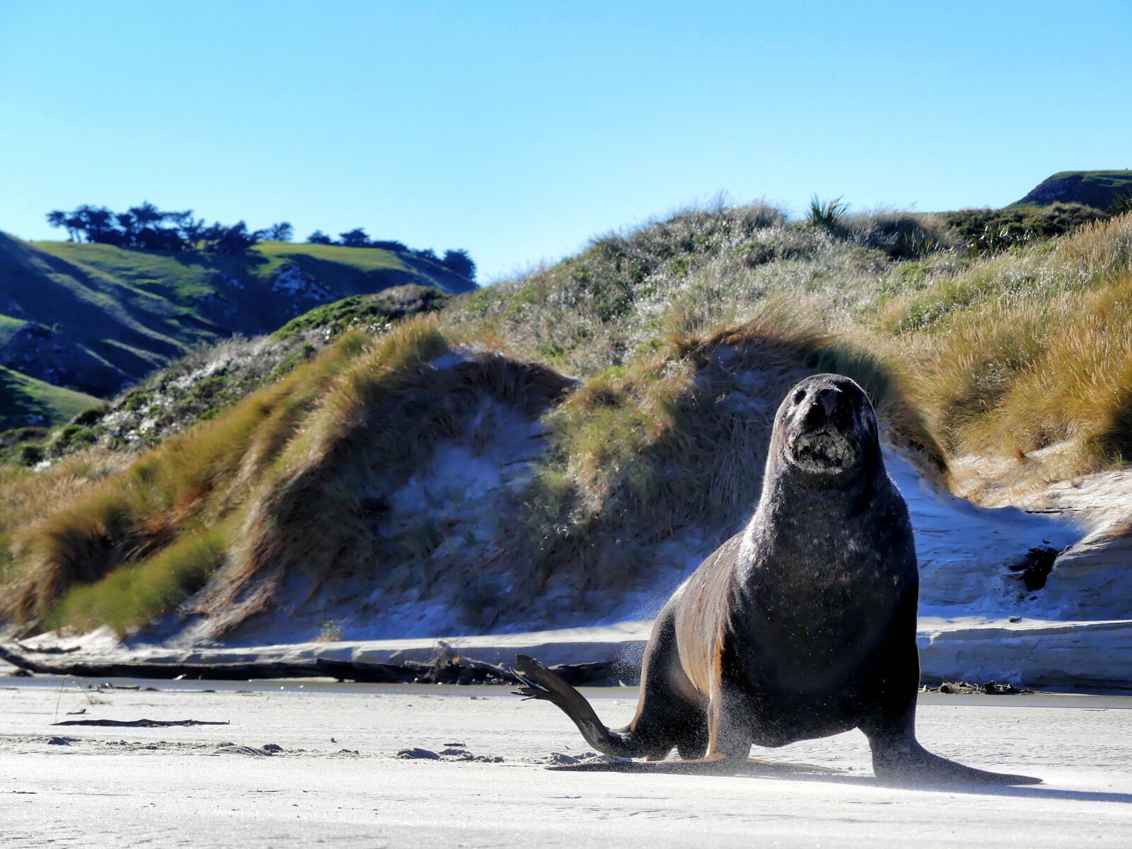 Panasonic Lumix DMC-FZ300 sample photo. Sea lion, seal, robbe photography