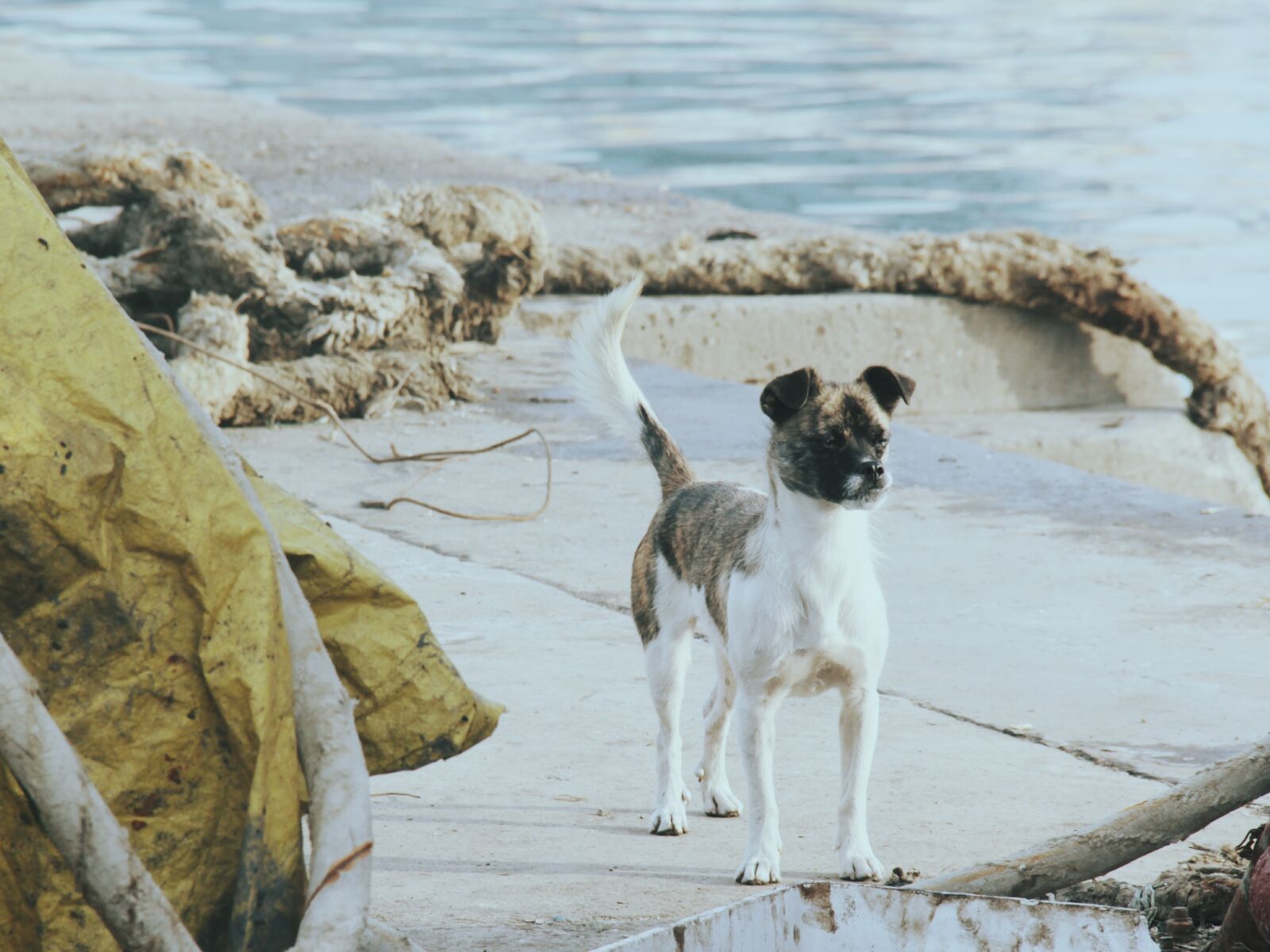 Canon EF-S 18-135mm F3.5-5.6 IS sample photo. Dog, water, yellow photography