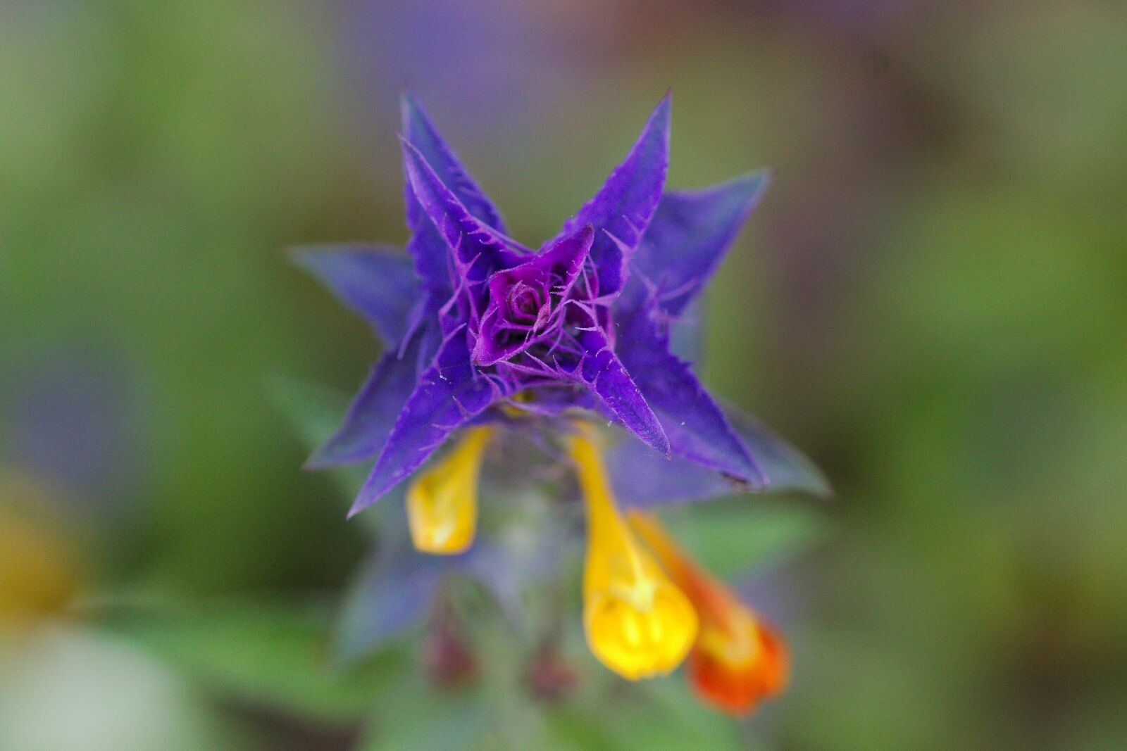 Canon EOS 70D sample photo. Nature, flower, plant photography