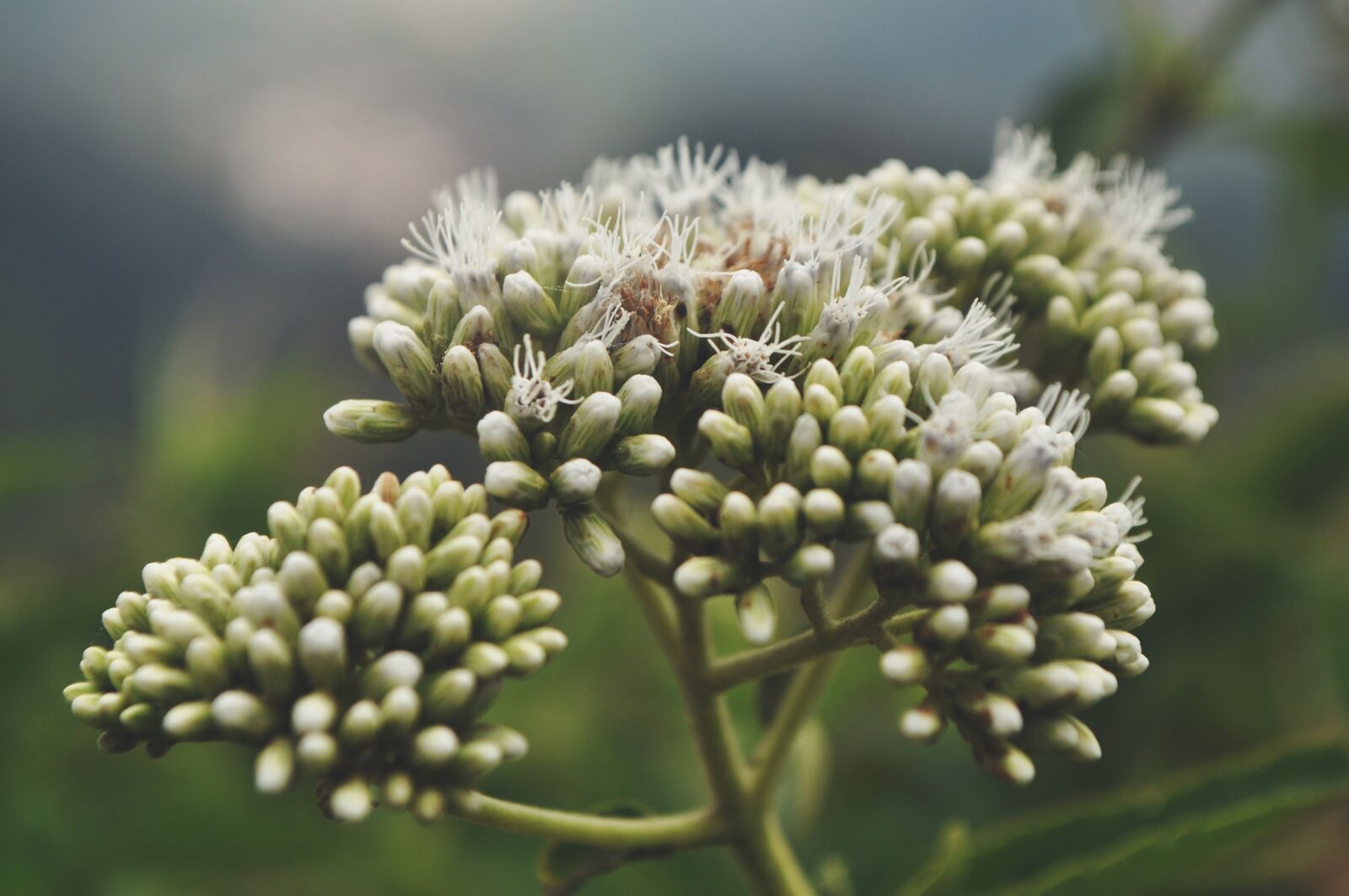 Nikon D5000 sample photo. Flowers, nature, blossom photography