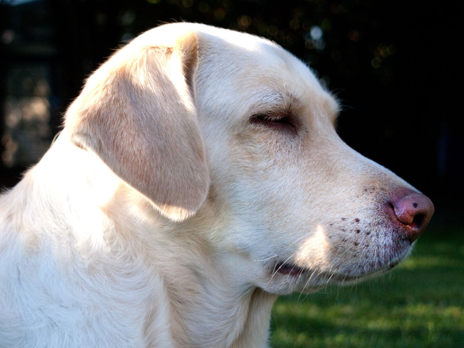 Olympus E-420 (EVOLT E-420) sample photo. Dog, lying, weimaraner labrador photography