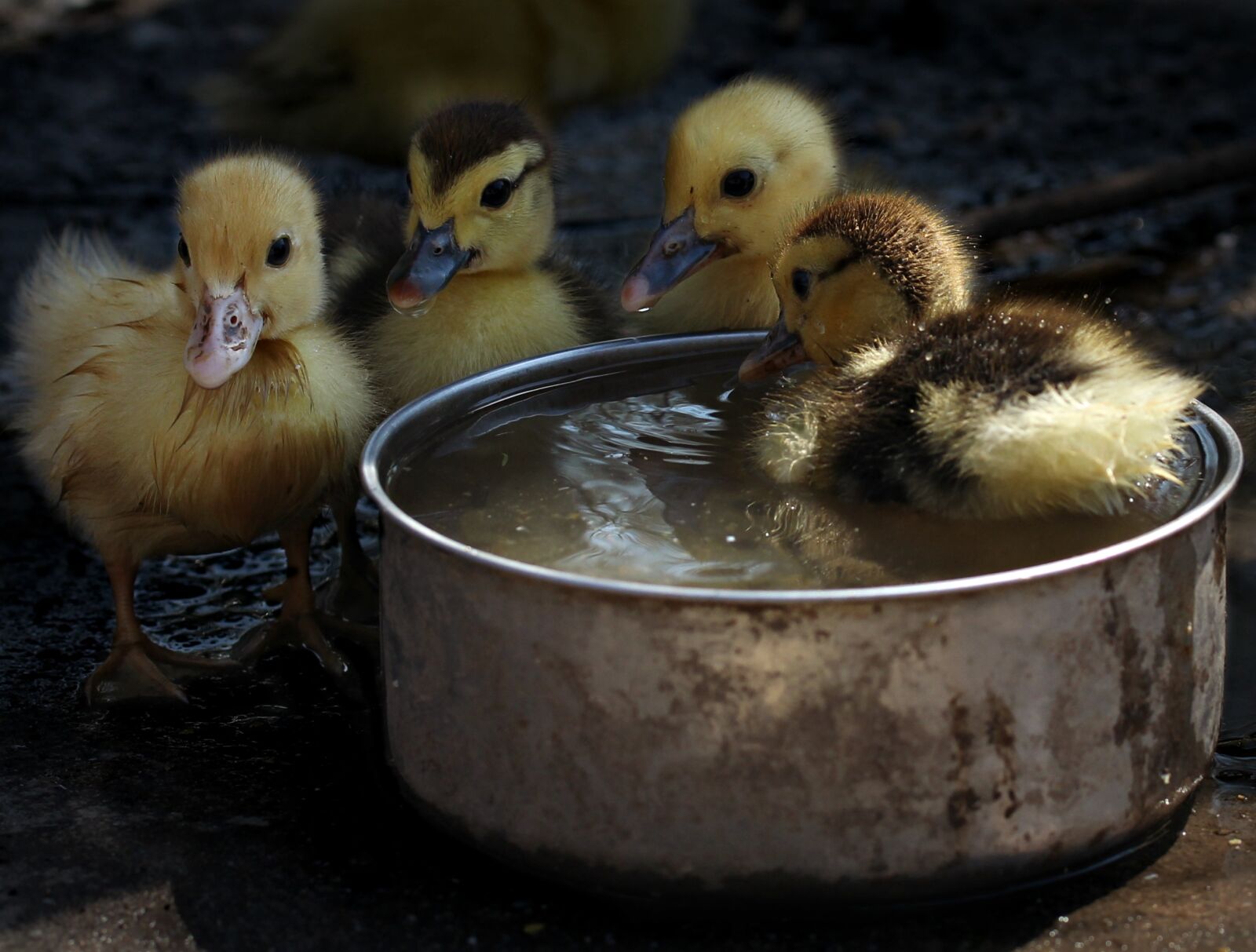 Canon EF-S 60mm F2.8 Macro USM sample photo. Duckling, fluffy, cute photography