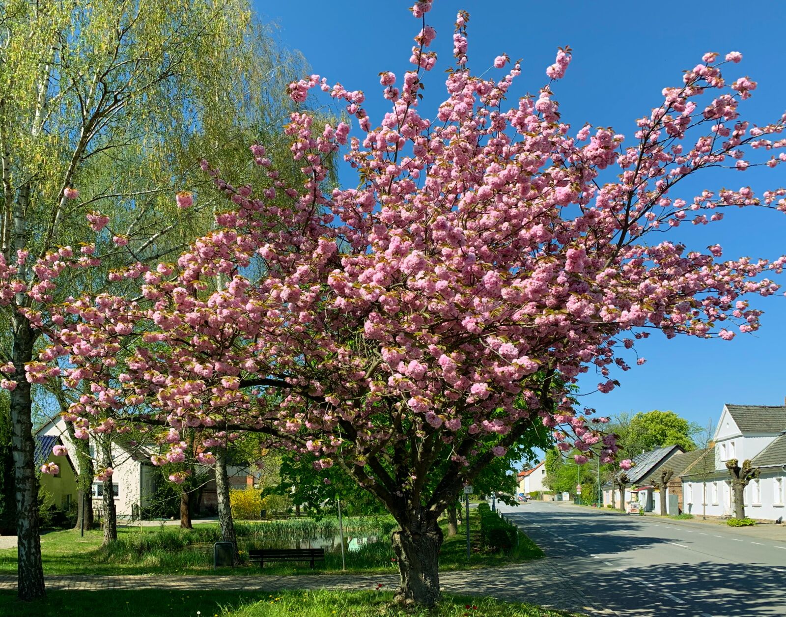 Apple iPhone XR sample photo. Ornamental cherry, cherry tree photography