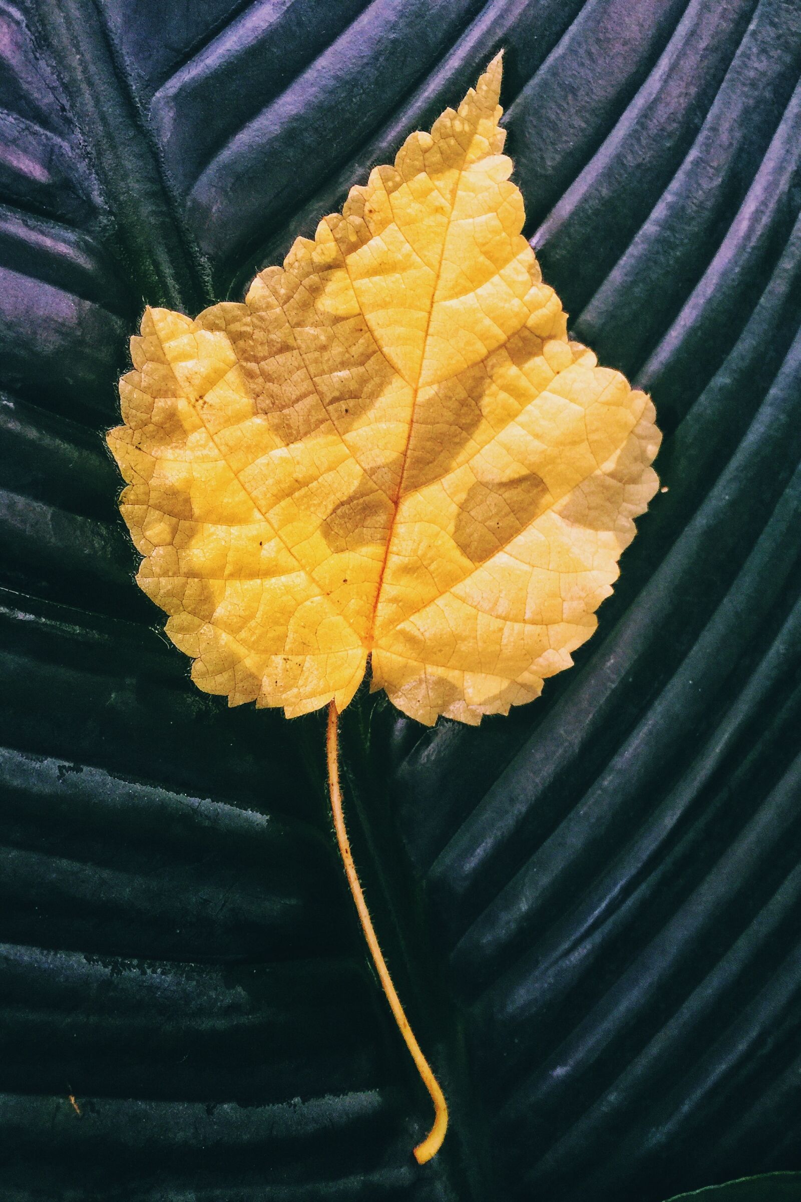 iPhone 6 Plus back camera 4.15mm f/2.2 sample photo. Leaf, spring, colors photography