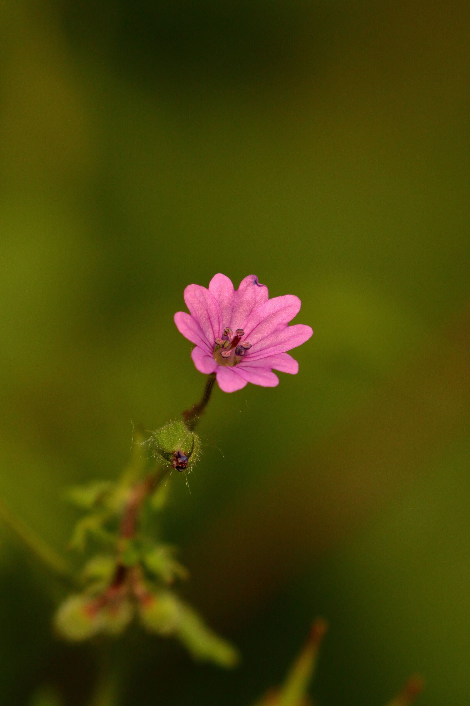 Canon EF 100-400mm F4.5-5.6L IS II USM sample photo. Wildflowers, nature, flora photography