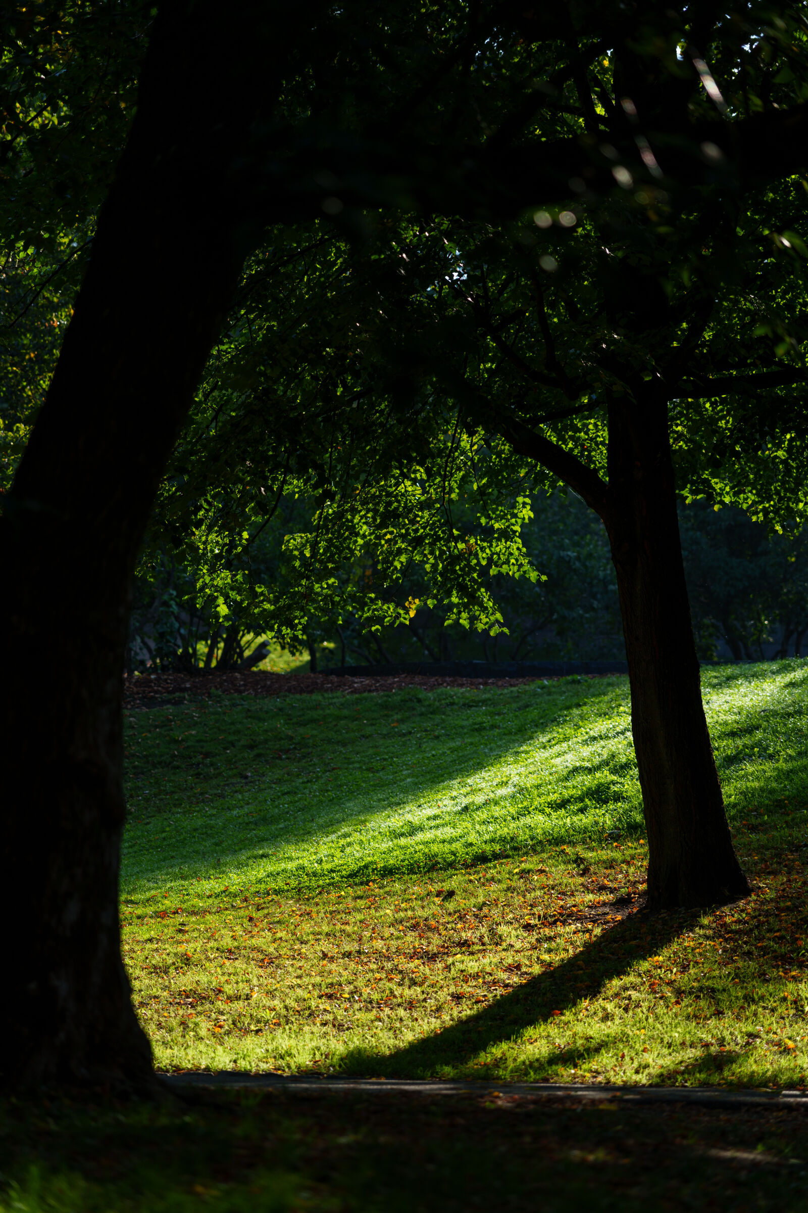 Sigma 28-105mm F2.8 DG DN | Art sample photo. Shadow trees photography