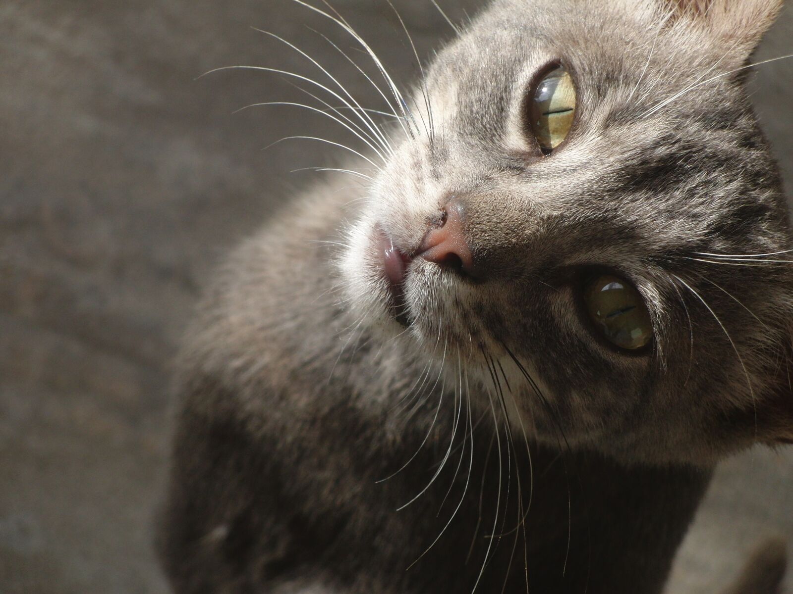 CASIO EX-FC100 sample photo. Cat, kitten, cute photography