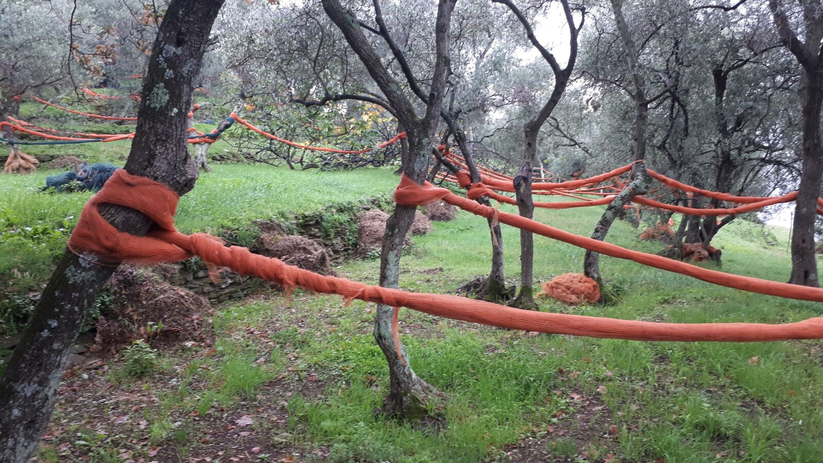 Samsung Galaxy A5(2017) sample photo. Italy, field, olive trees photography