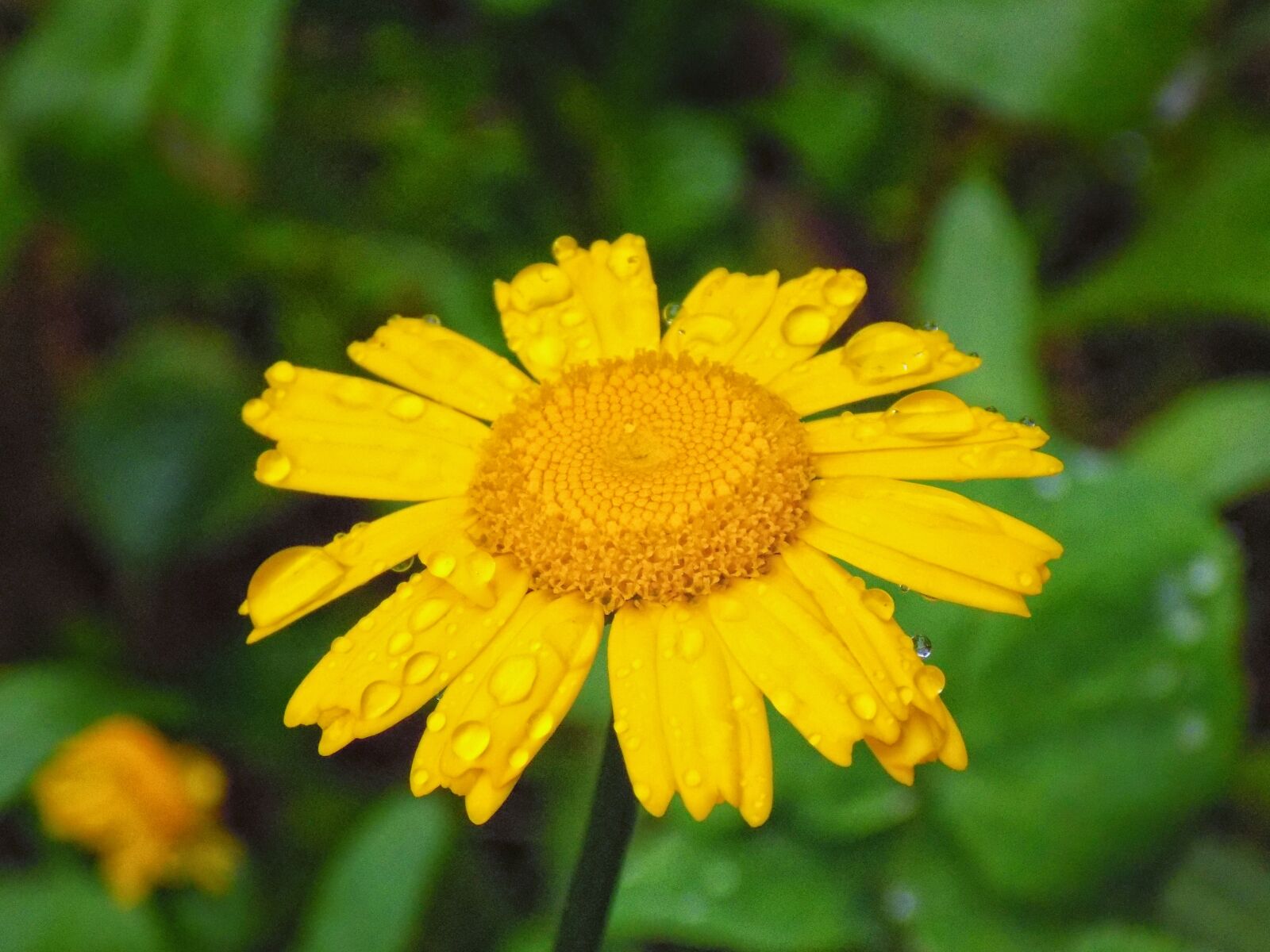 Nikon COOLPIX L330 sample photo. Flower, yellow, nature photography