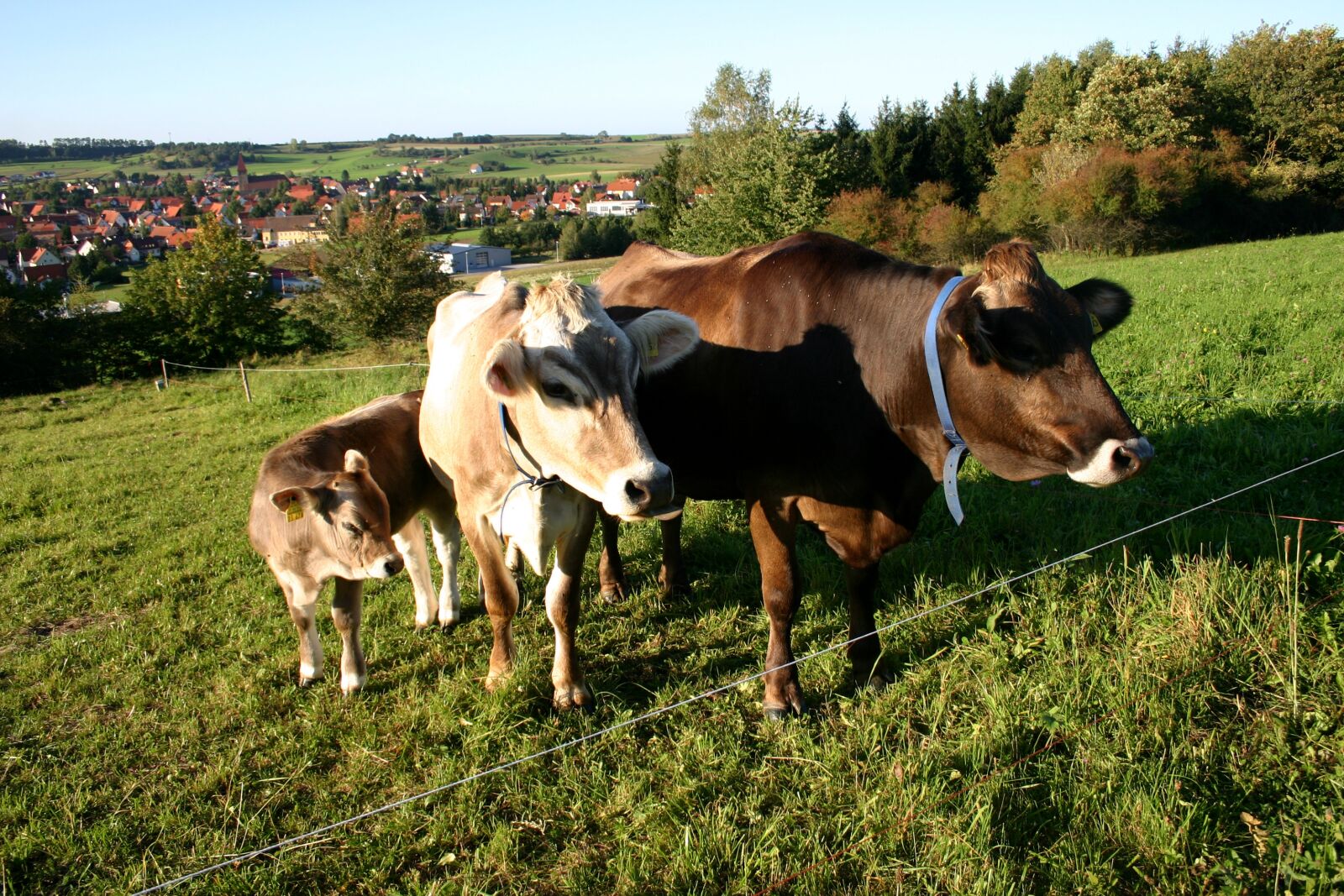 Canon EOS 300D (EOS Digital Rebel / EOS Kiss Digital) sample photo. Cows, pasture, landscape photography