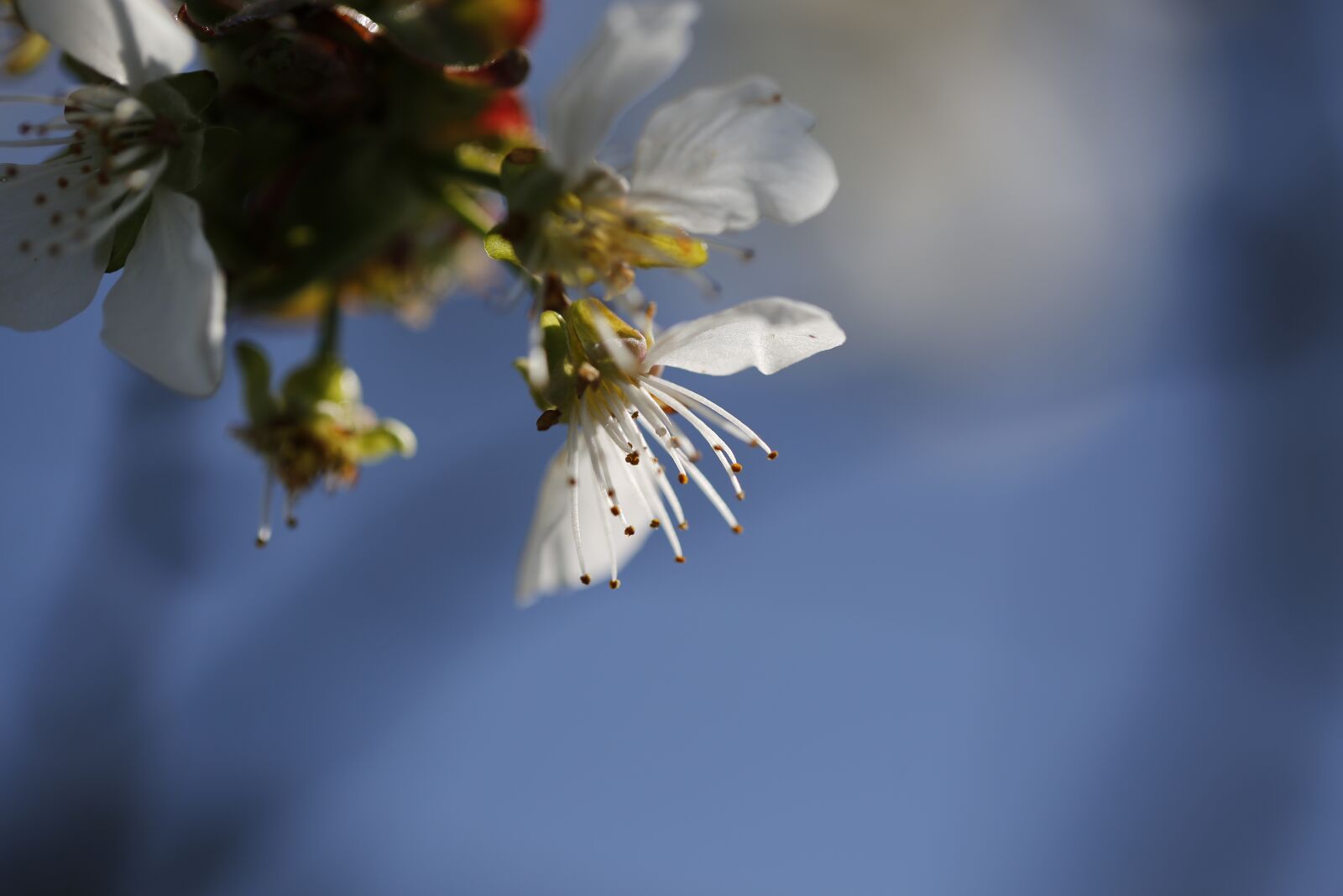 Canon EF 100mm F2.8L Macro IS USM sample photo. Cherry blossom, spring, cherry photography