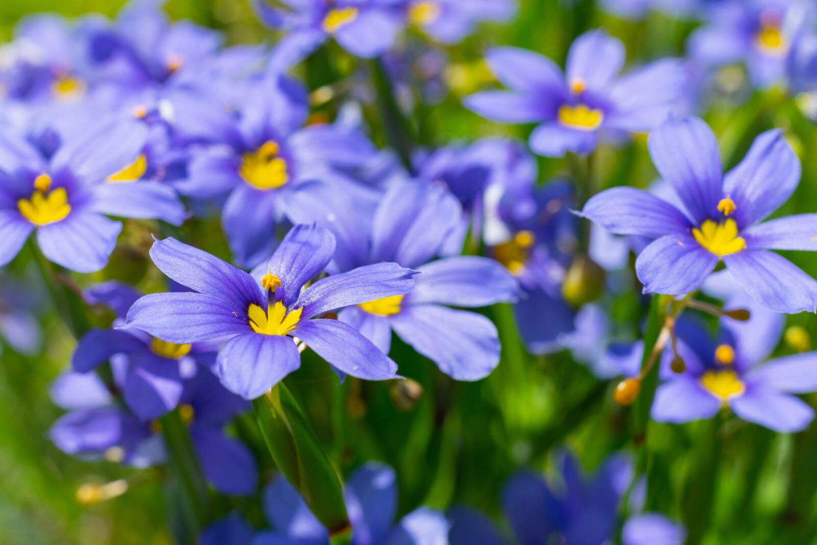Sony a7 II + Sony FE 50mm F1.8 sample photo. Flowers, texas, outdoor photography