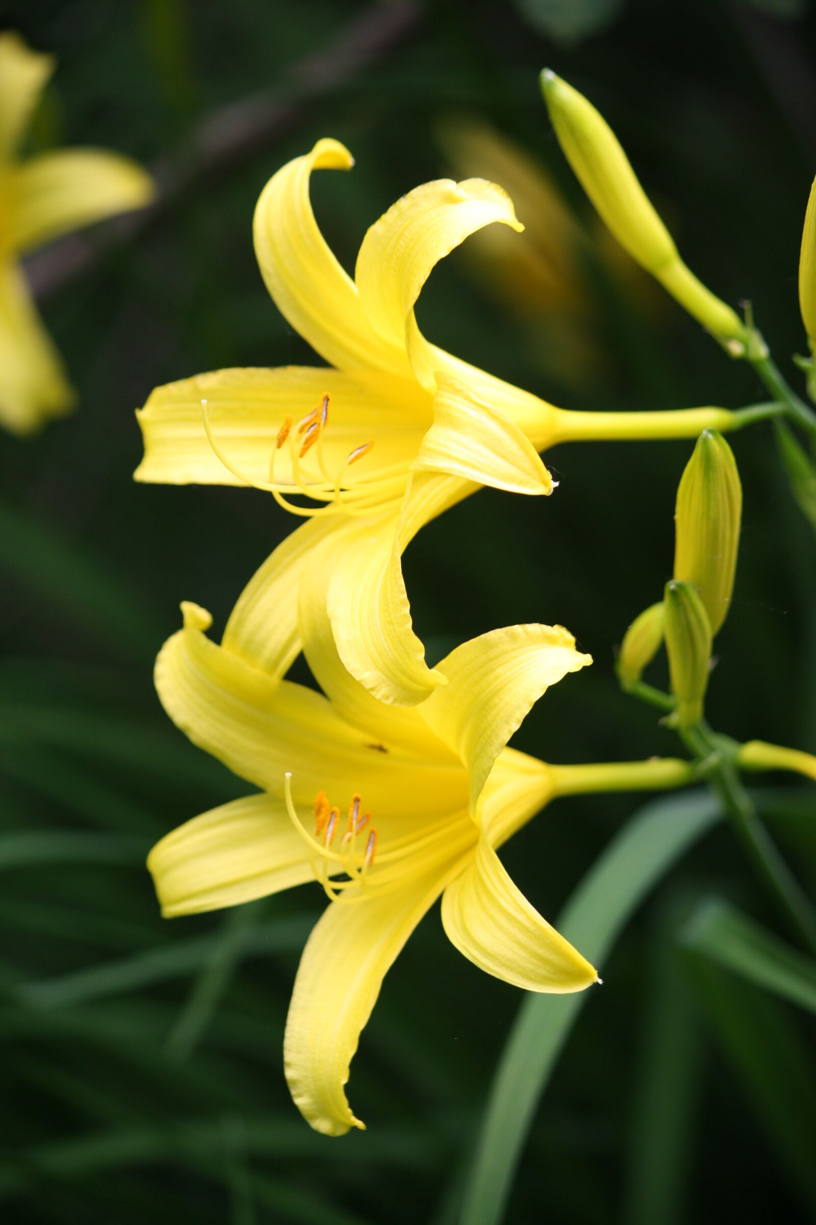 Canon EOS 1000D (EOS Digital Rebel XS / EOS Kiss F) sample photo. Flower, plant, blooming photography