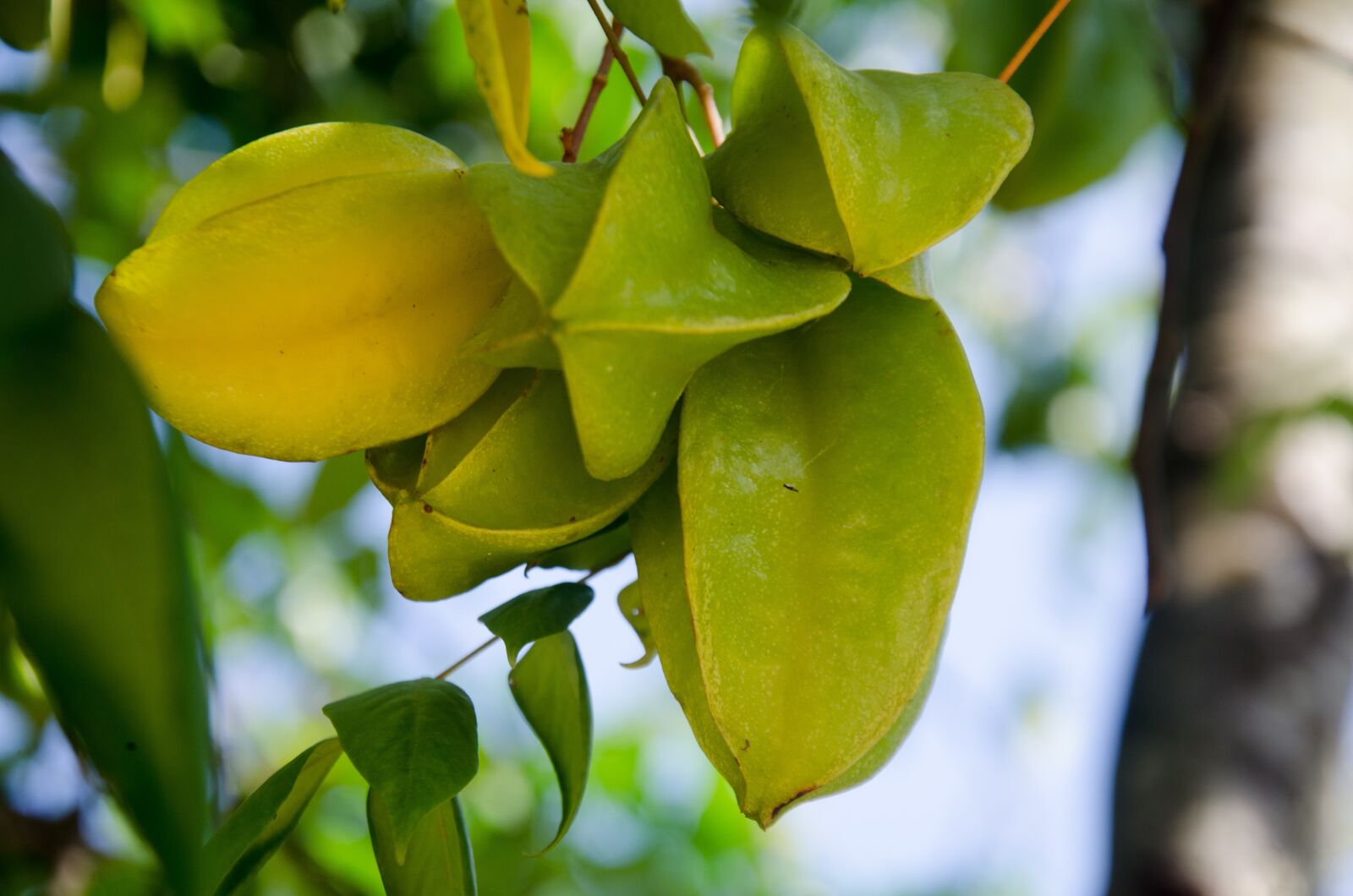 Nikon D5100 sample photo. The contract, fruits, sour photography
