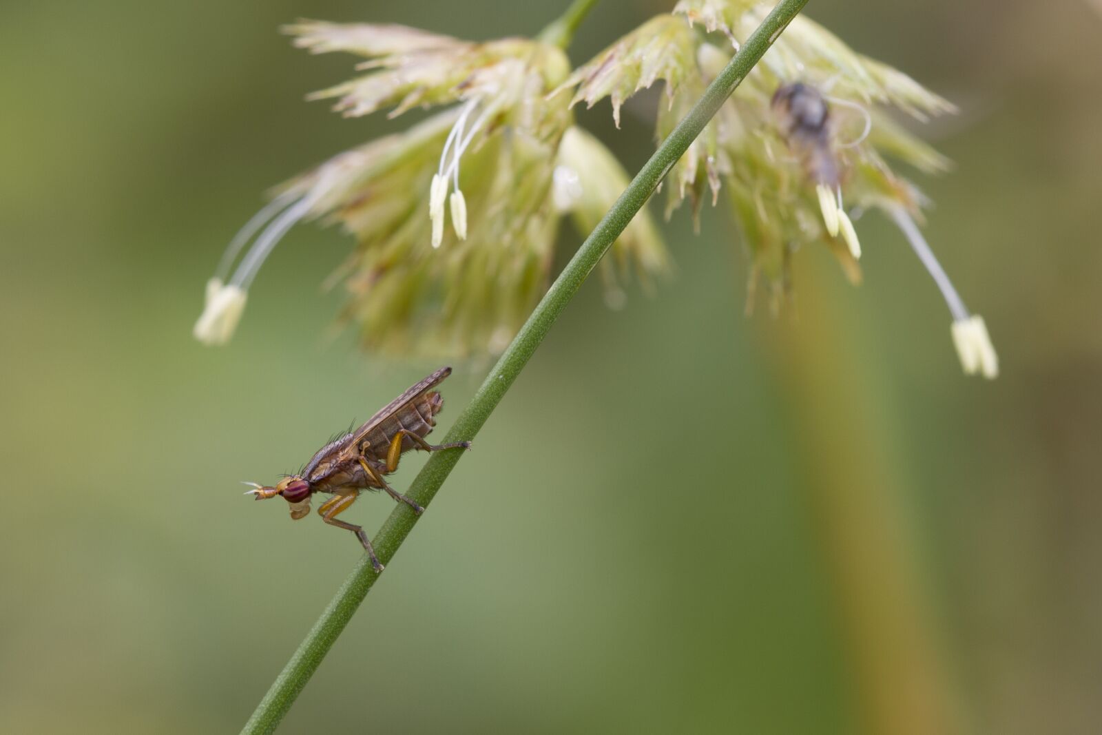 Canon EOS 7D sample photo. Insect, nature, macro photography