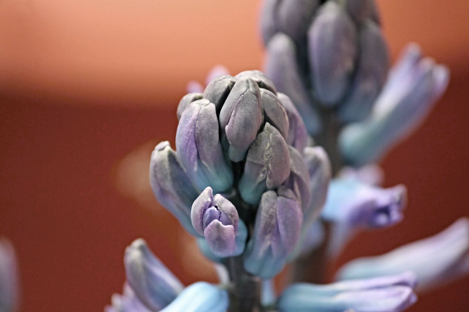 Canon EOS 1100D (EOS Rebel T3 / EOS Kiss X50) sample photo. Muscari, hyacinth, bud photography