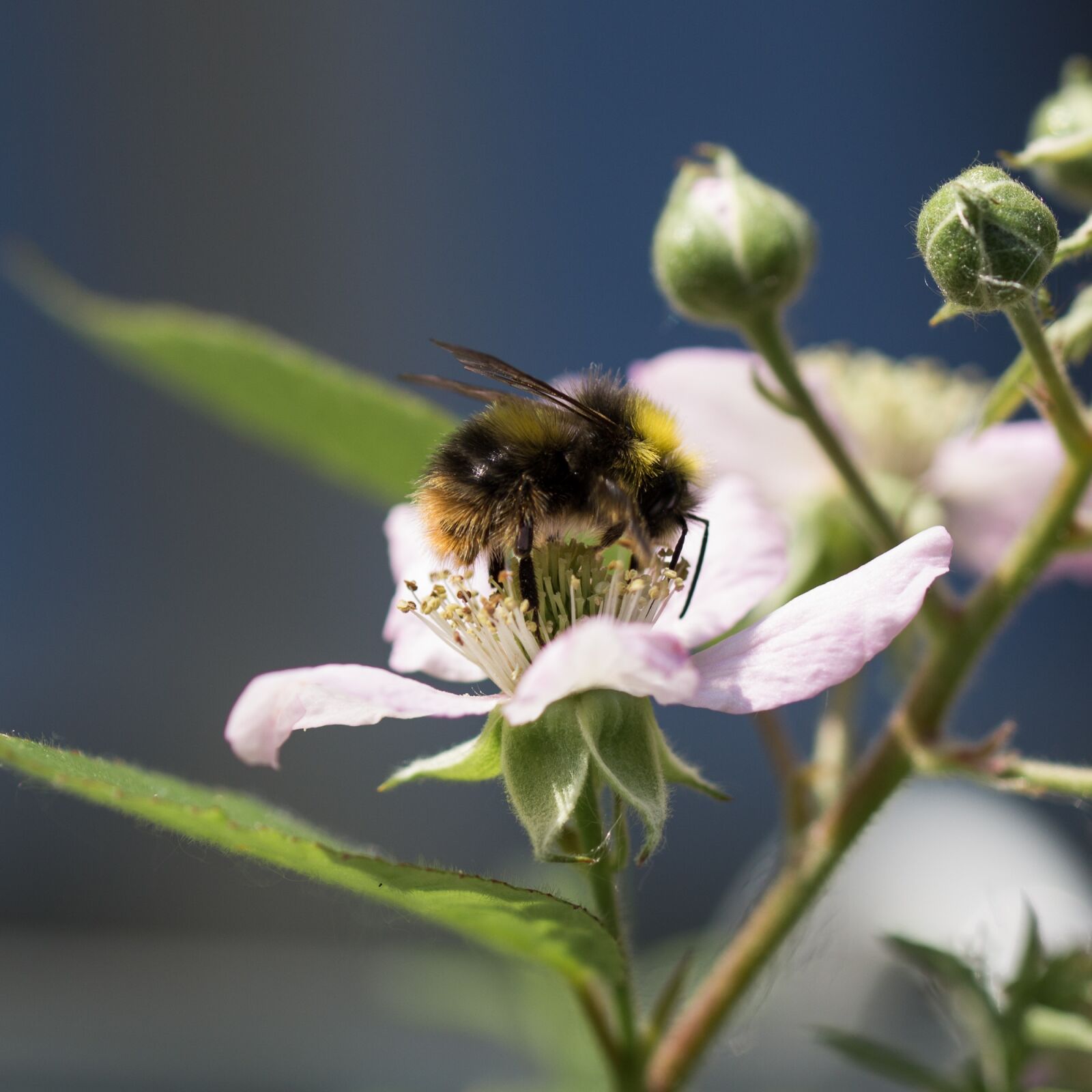 Canon EOS 600D (Rebel EOS T3i / EOS Kiss X5) sample photo. Hummel, whopper, insect photography