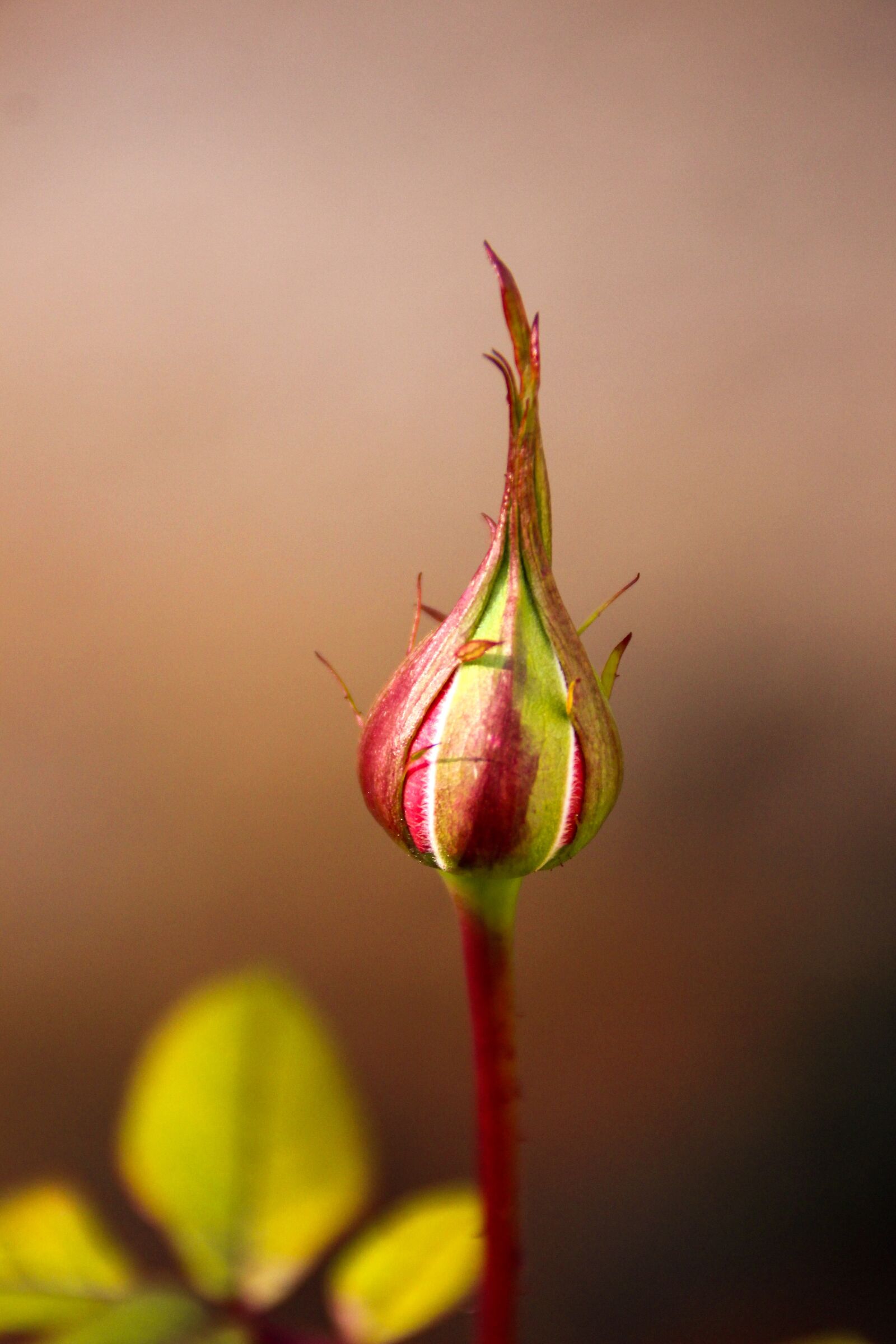 Canon EOS 600D (Rebel EOS T3i / EOS Kiss X5) sample photo. Pink, young pink, rod photography