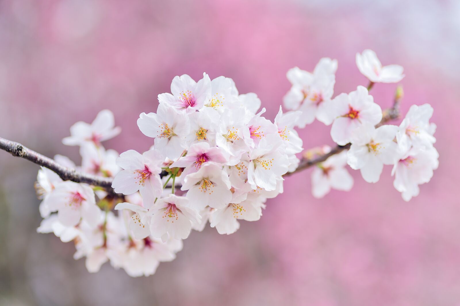 Nikon Df sample photo. Cherry blossoms, landscape, spring photography