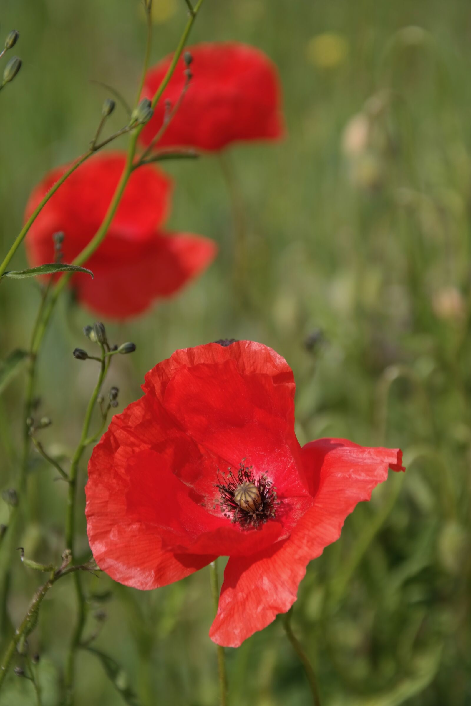 Samsung NX300 sample photo. Flower meadow, poppy, meadow photography