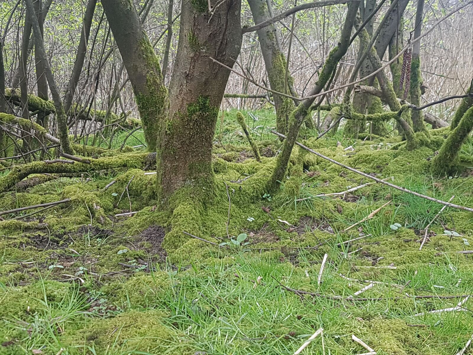 Samsung Galaxy S7 Edge sample photo. Forest, moss, trees photography