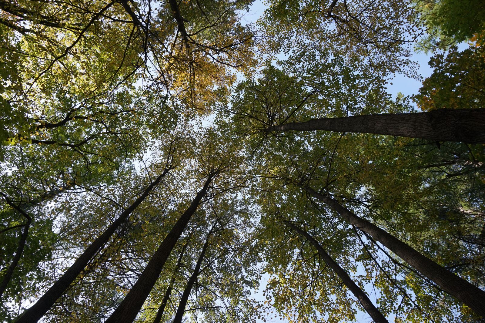 Sony Alpha a5000 (ILCE 5000) sample photo. Forest, nature, summer photography