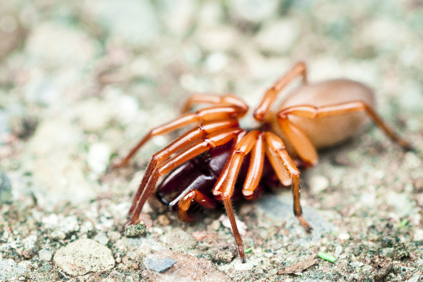 Sony Alpha DSLR-A700 + MACRO 50mm F2.8 sample photo. Animal, close, up, view photography