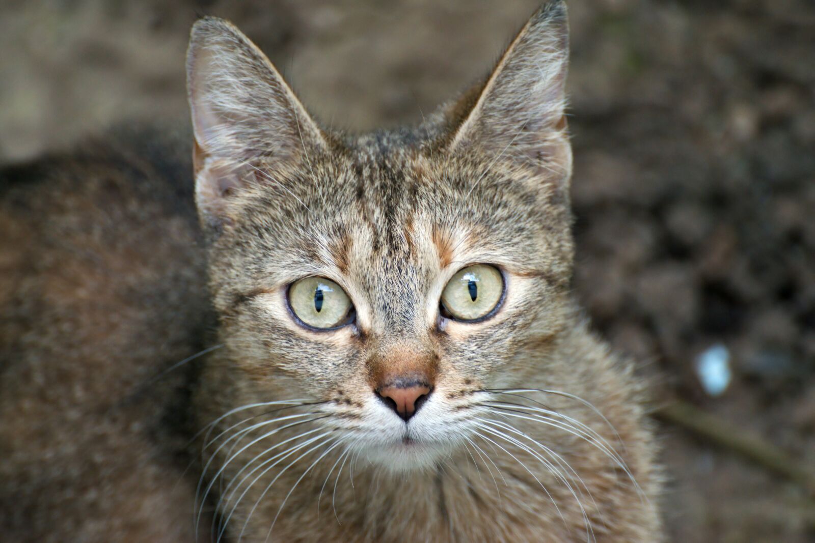 Nikon D5300 sample photo. Cat, kitten, chicken photography