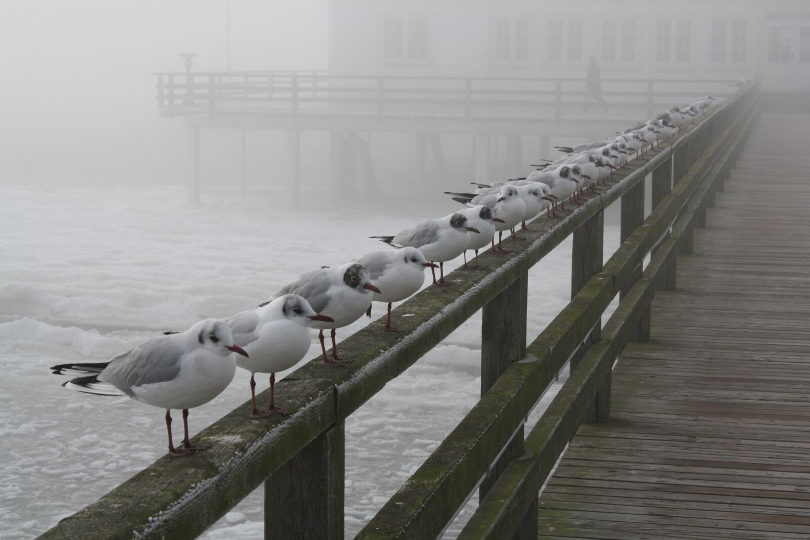 Canon EOS 1000D (EOS Digital Rebel XS / EOS Kiss F) sample photo. Ice cold, usedom, baltic photography