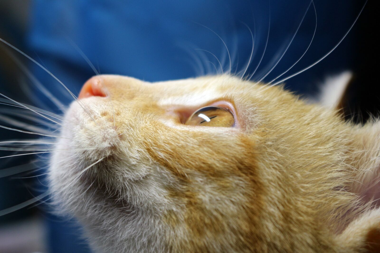 Canon EOS 100D (EOS Rebel SL1 / EOS Kiss X7) sample photo. Cat, cat's eye, mackerel photography