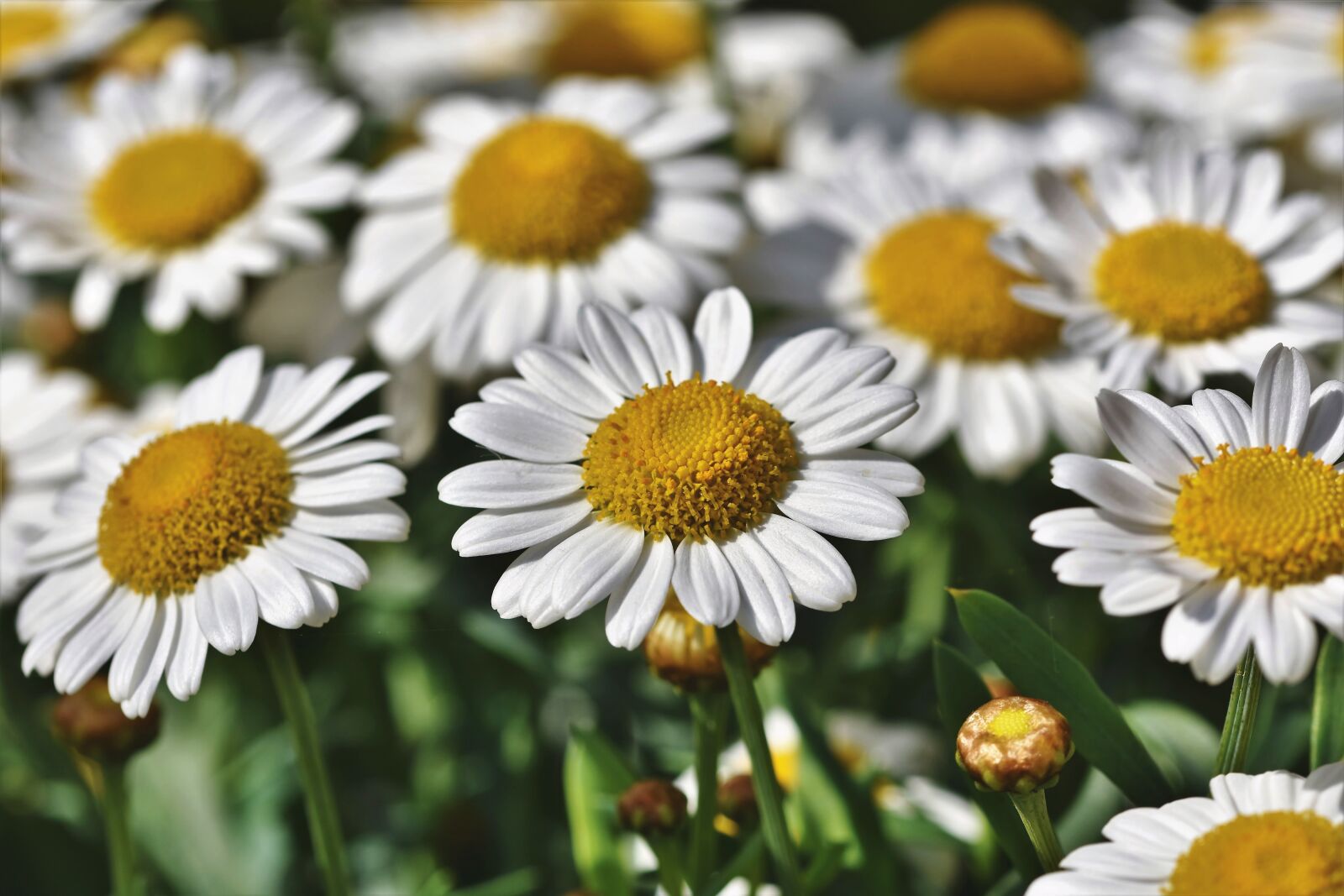 Nikon D7200 sample photo. Margarite, flower, blossom photography