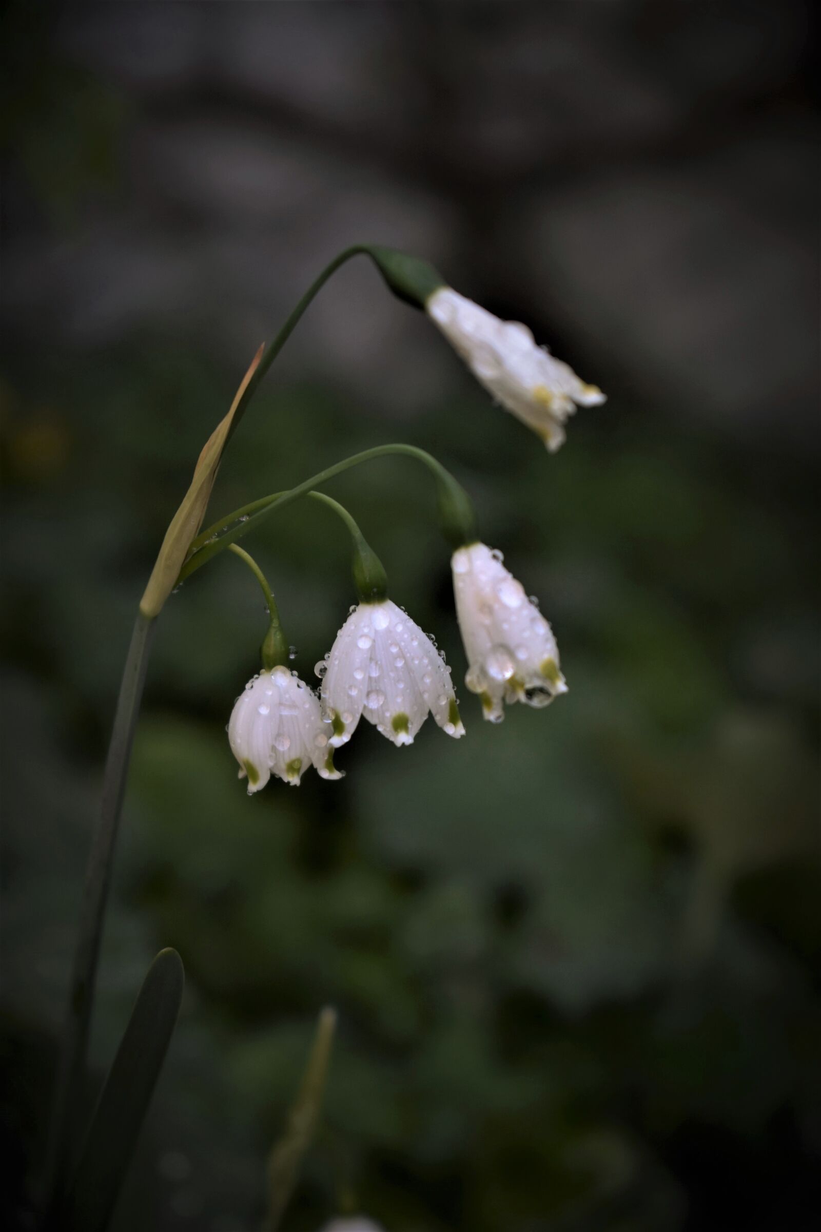 Nikon D5500 sample photo. Lily of the valley photography
