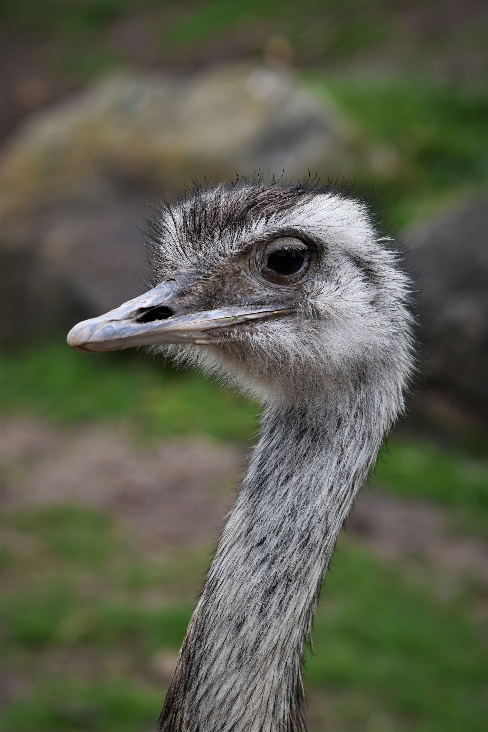 Nikon D7500 sample photo. Emmen, zoo, park photography