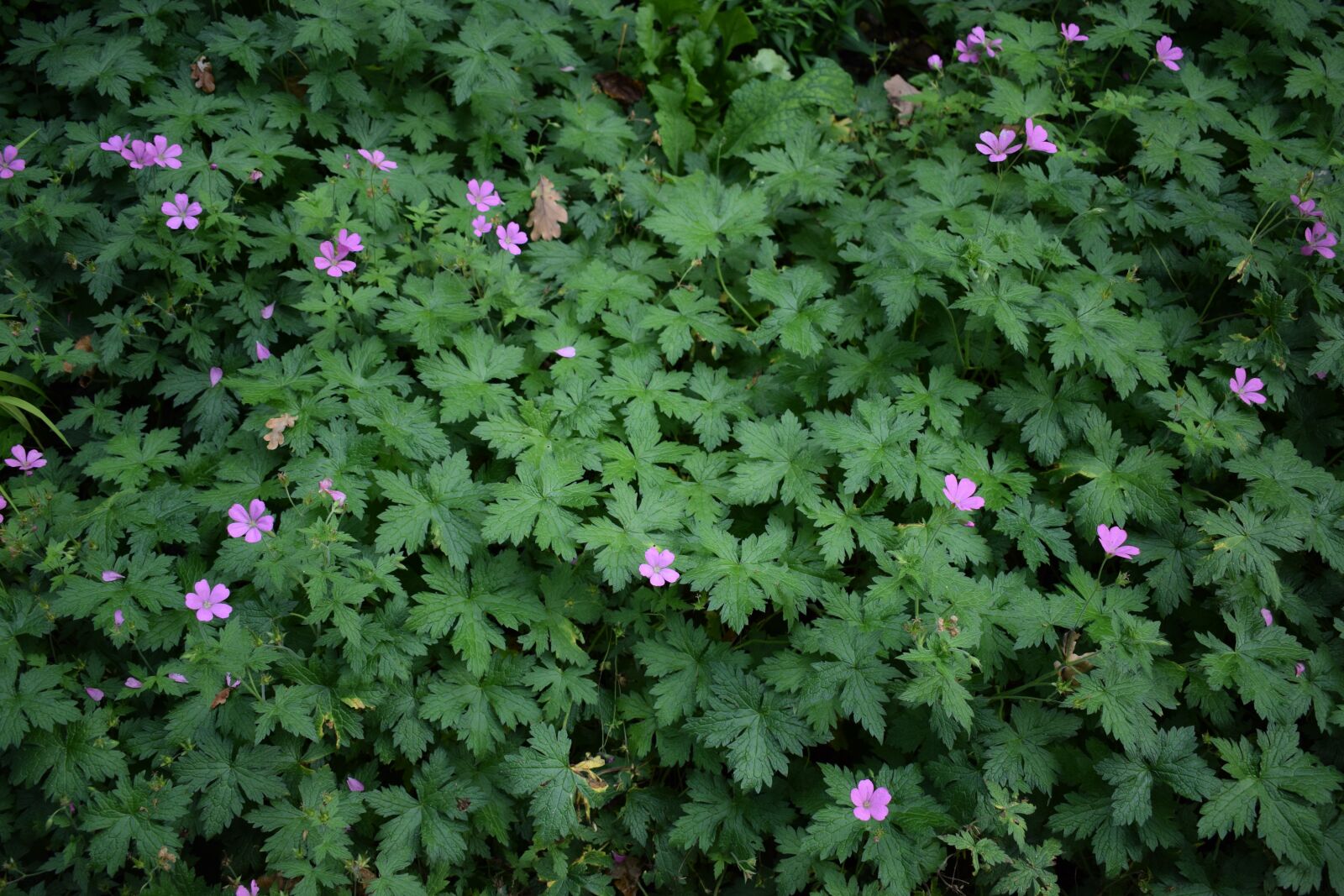 Nikon D3300 sample photo. Geranium, shadow, plant photography