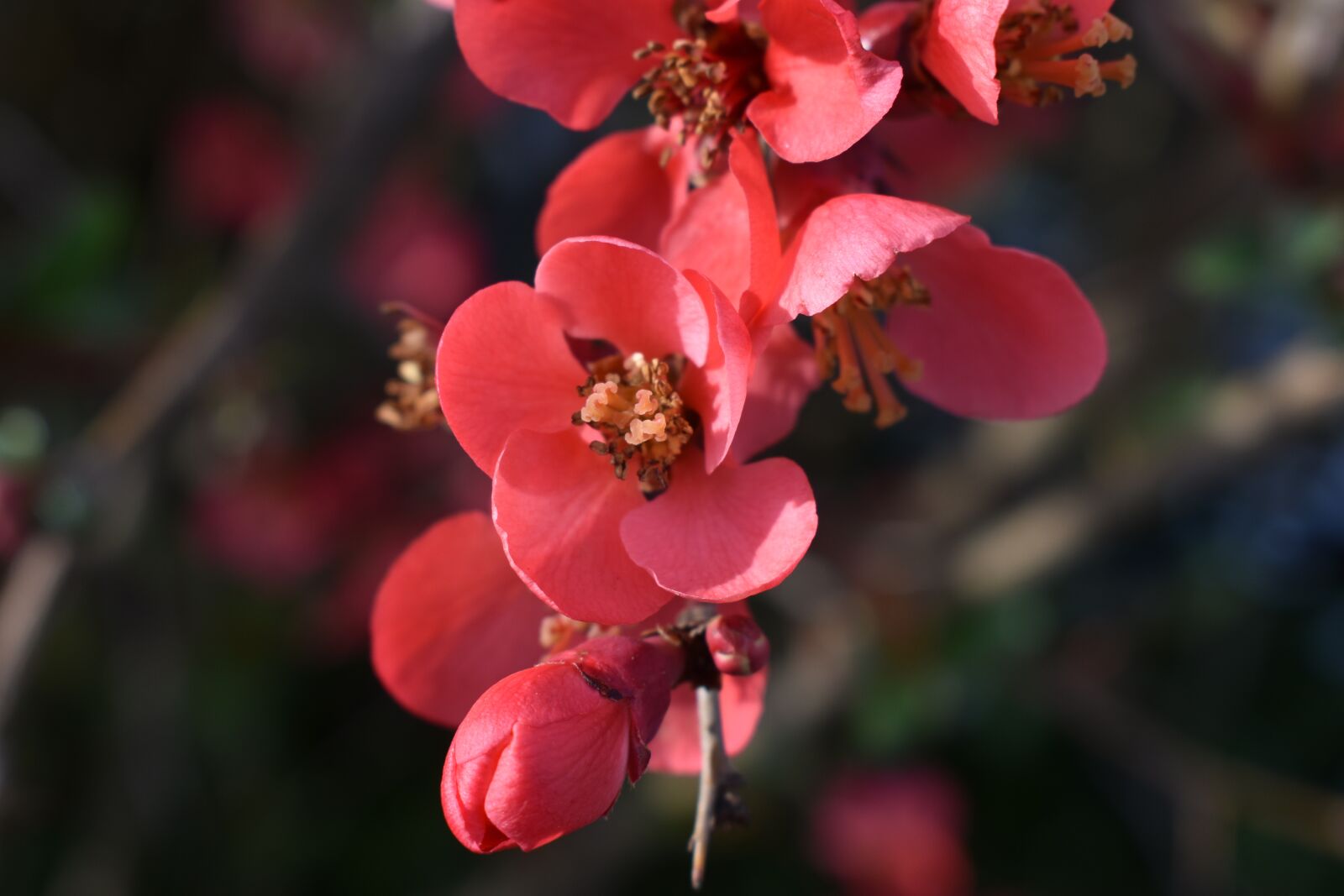 Nikon D3500 sample photo. Pink, flowers, spring photography