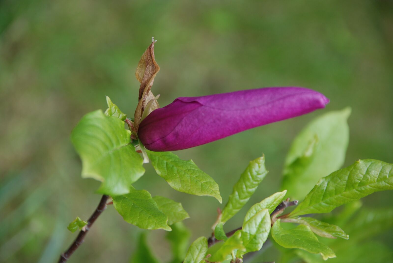 Nikon D80 sample photo. Bud, magnolia, purple photography