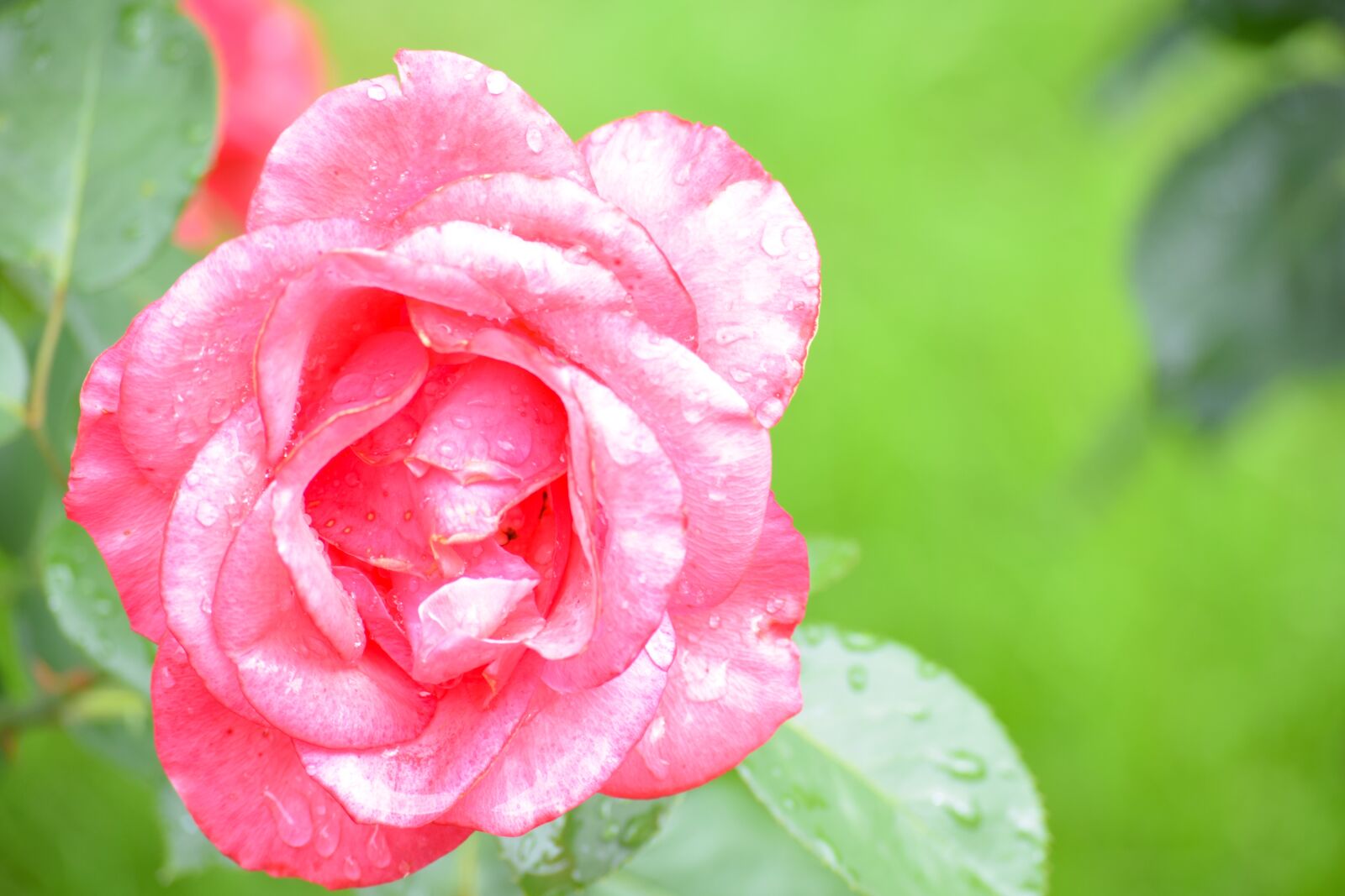 Nikon D3300 sample photo. Rose, flower, petal photography