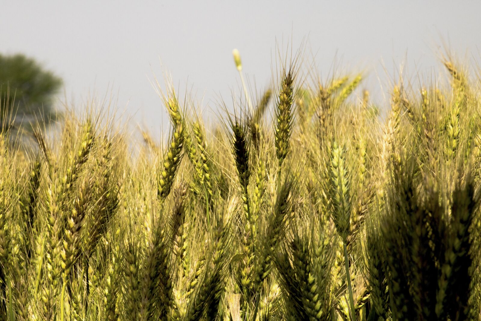 Canon EOS 750D (EOS Rebel T6i / EOS Kiss X8i) + Canon EF-S 55-250mm F4-5.6 IS II sample photo. Wheat, grain, crop photography