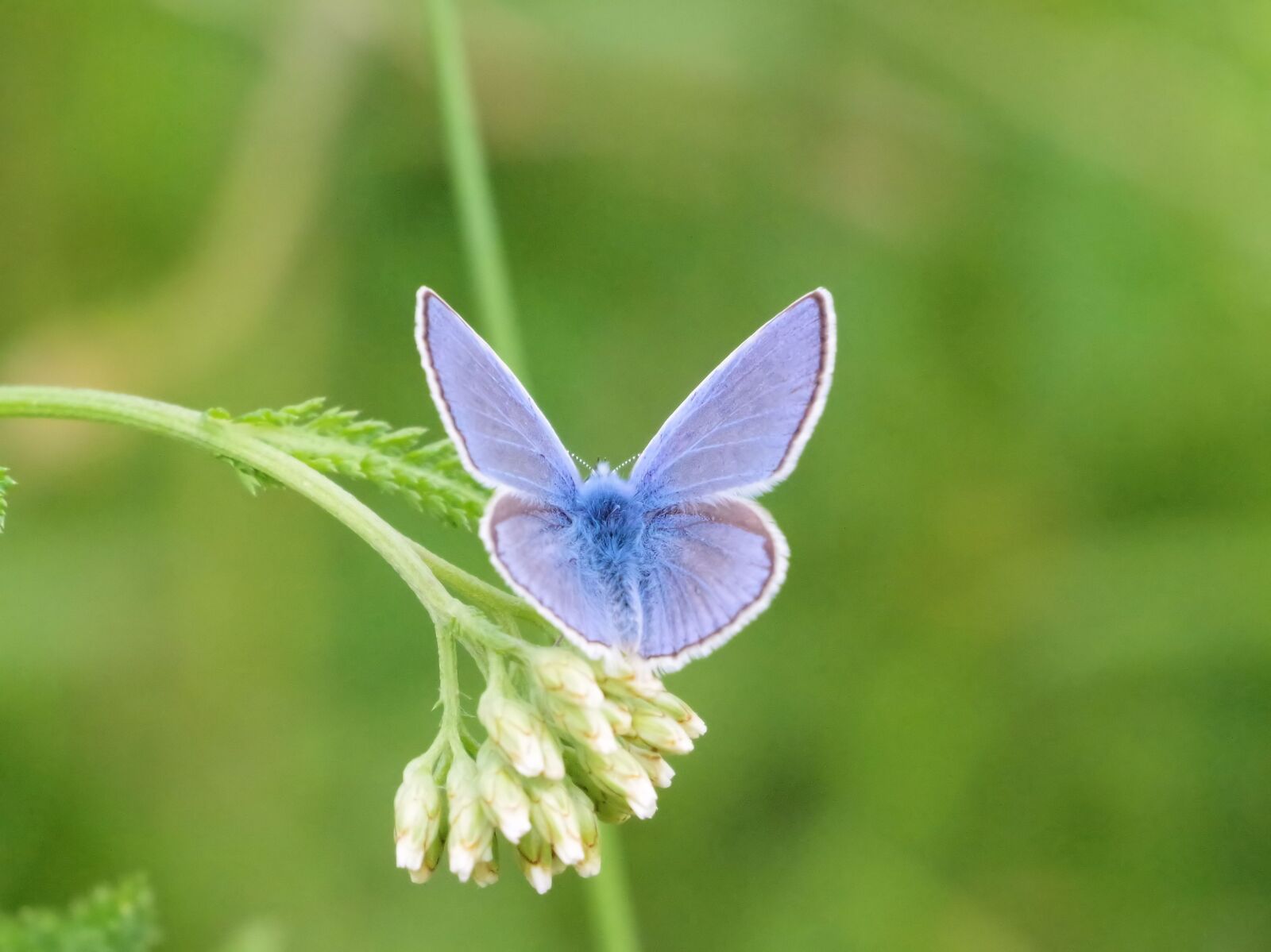 Pentax K-70 sample photo. Butterfly, nature, common blue photography