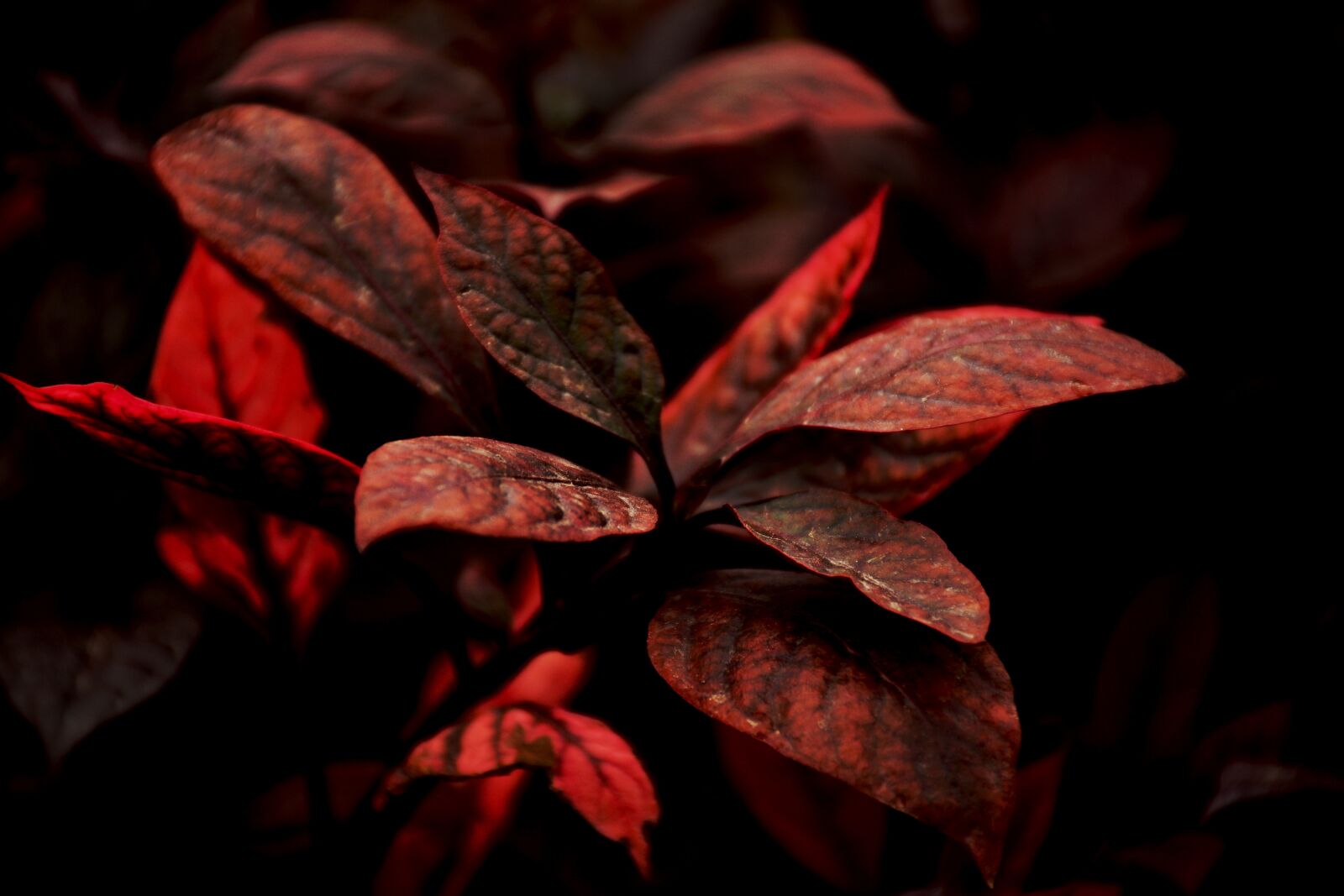 Nikon D5200 sample photo. Leaf, nature, purity photography